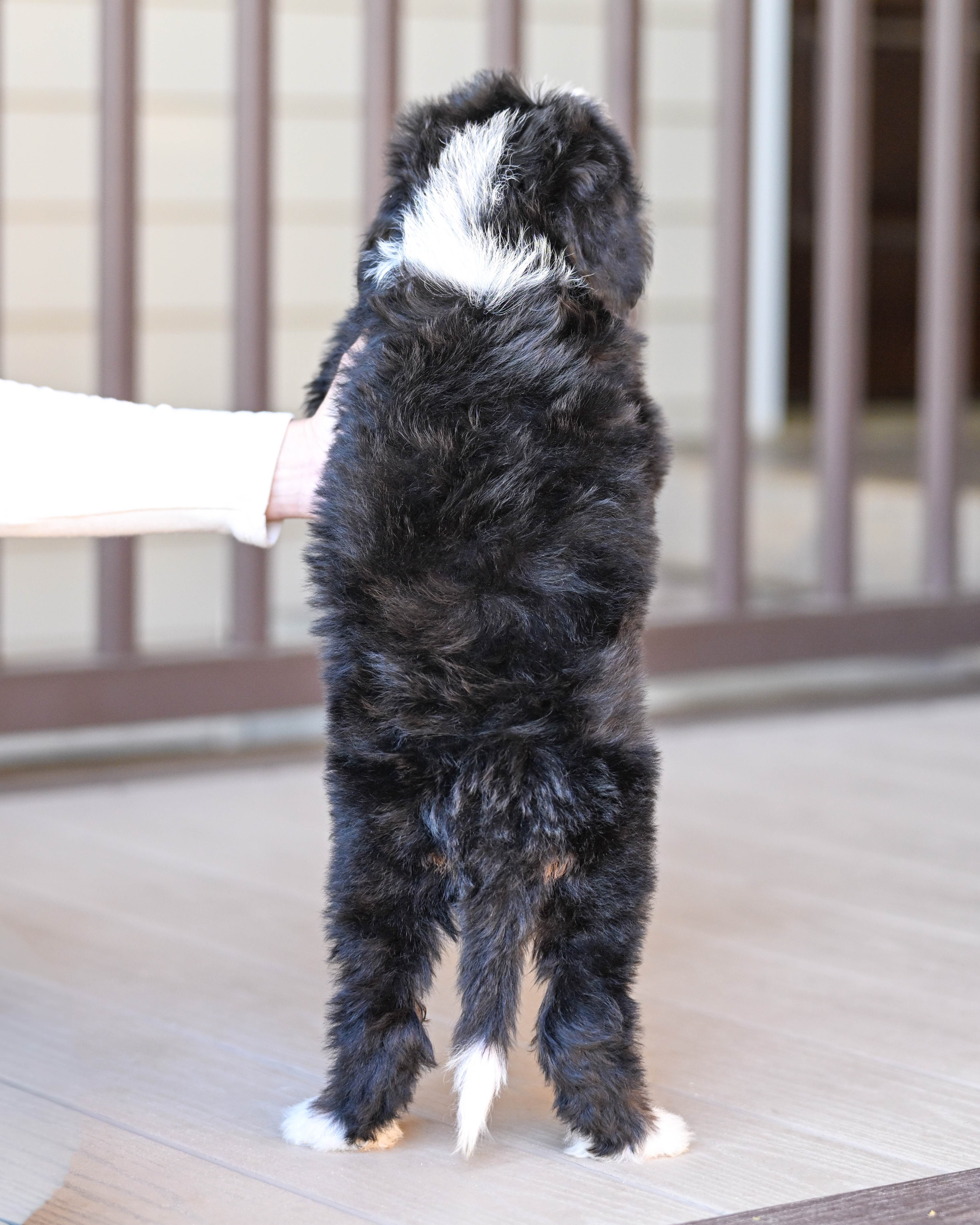 Melania, Tri Colored, girl, Mini Bernedoodle, puppy at Down Home Doodle