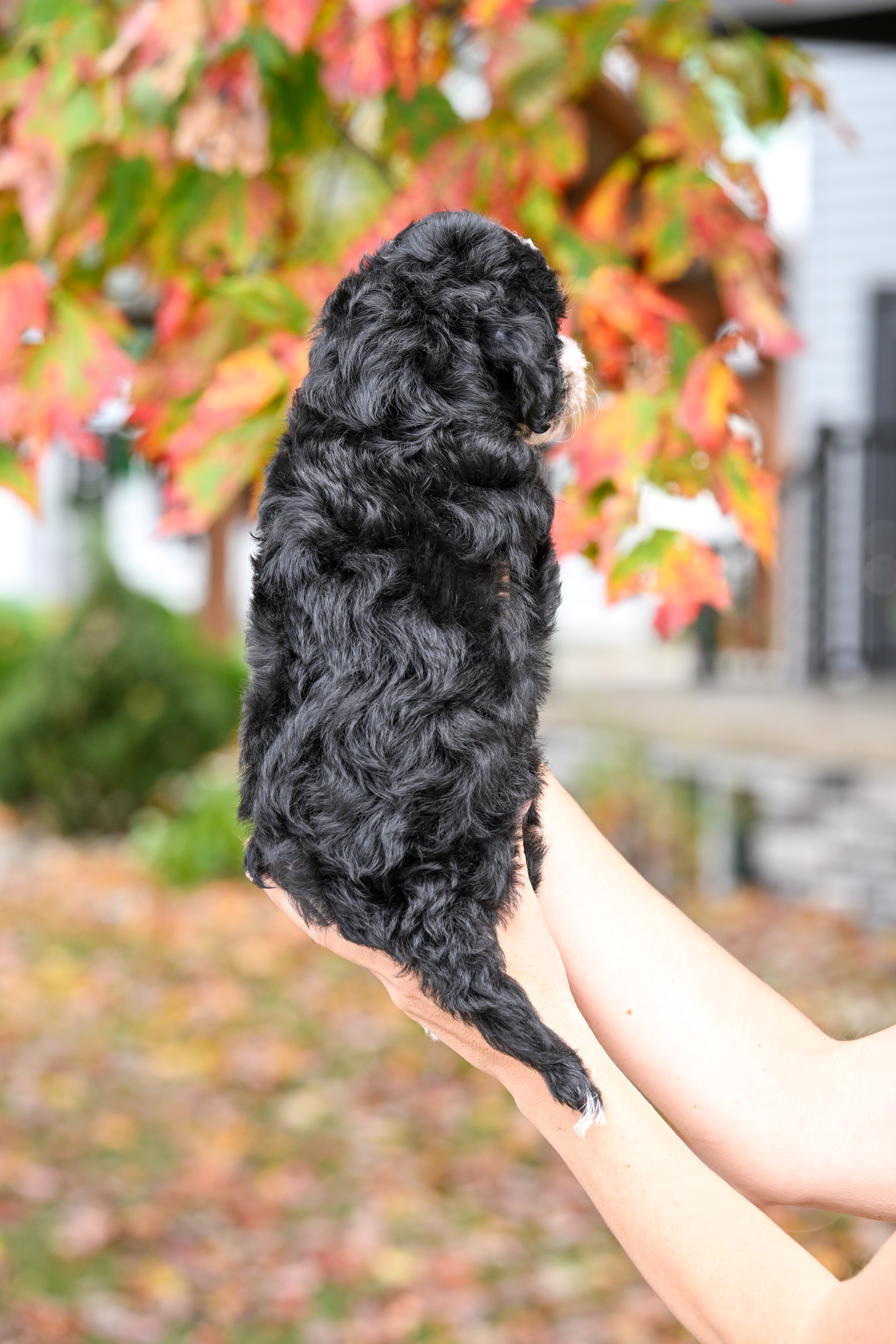 Tubi, Tri Colored, boy, Micro Bernedoodle, puppy at Down Home Doodle