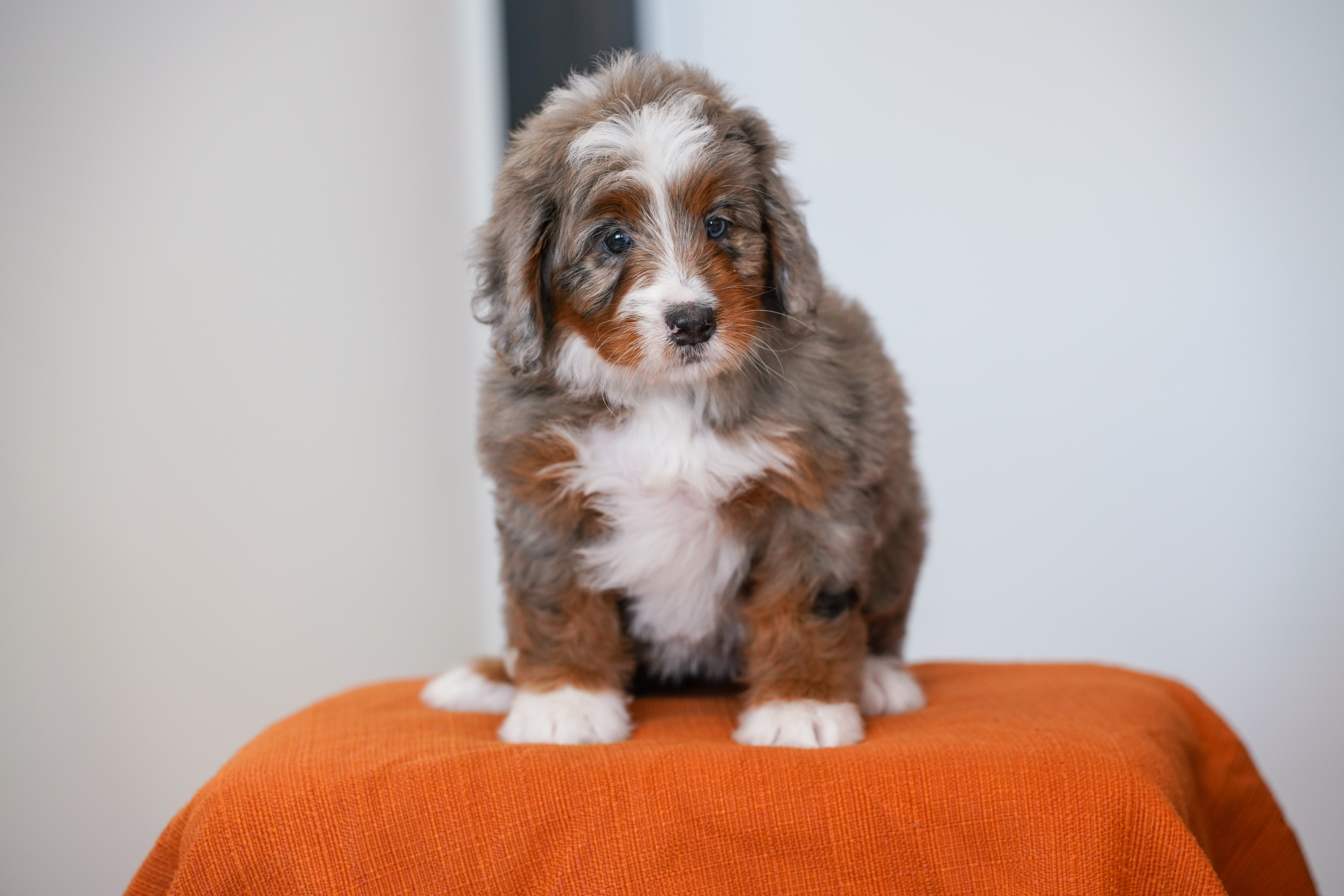 Jasmine, Merle Tri Colored, girl, Mini Bernedoodle, puppy at Down Home Doodle