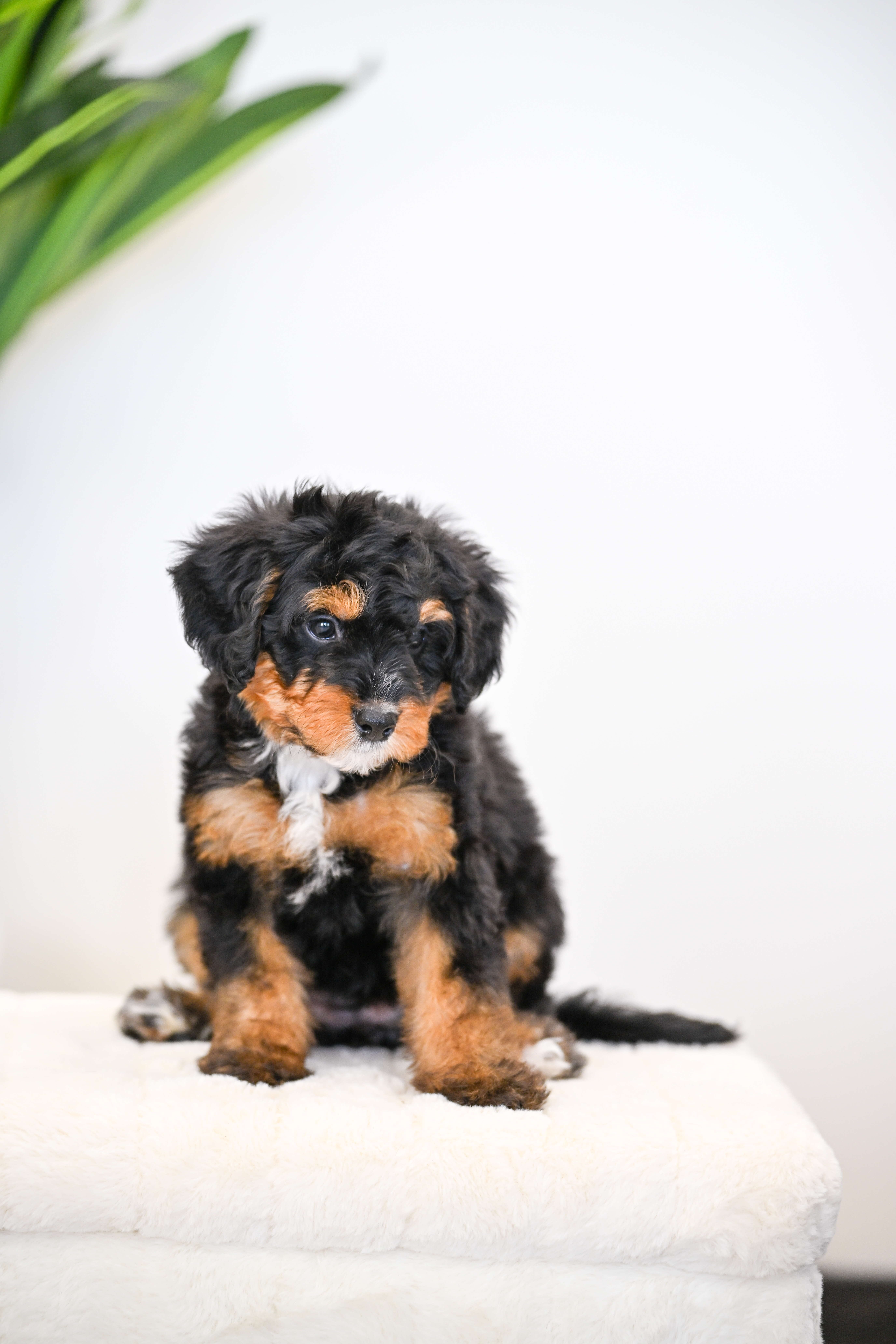 Ruffles, Tri Colored Mini Bernedoodle puppy