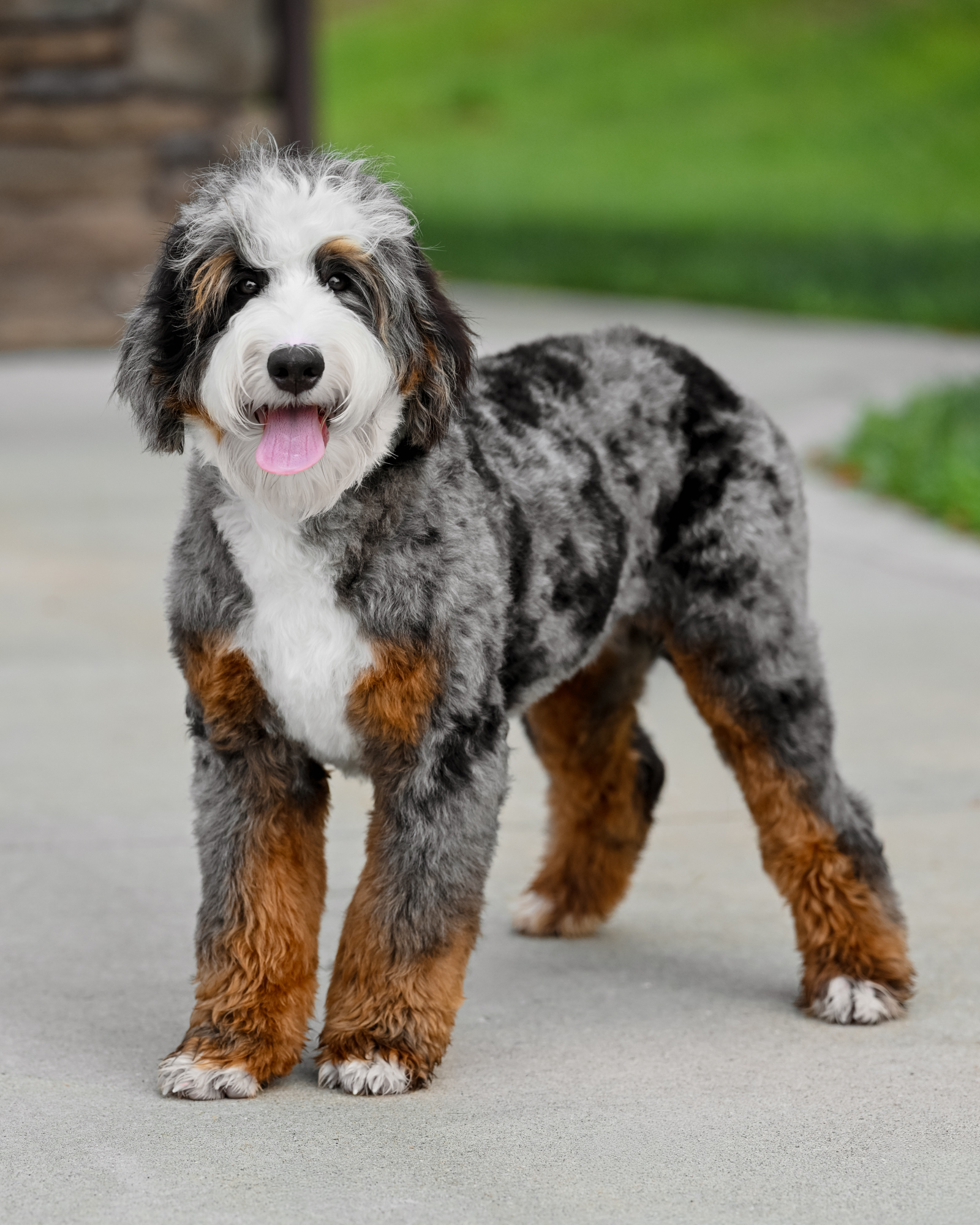 Taylor, Mini Bernedoodle mom at Down Home Doodle