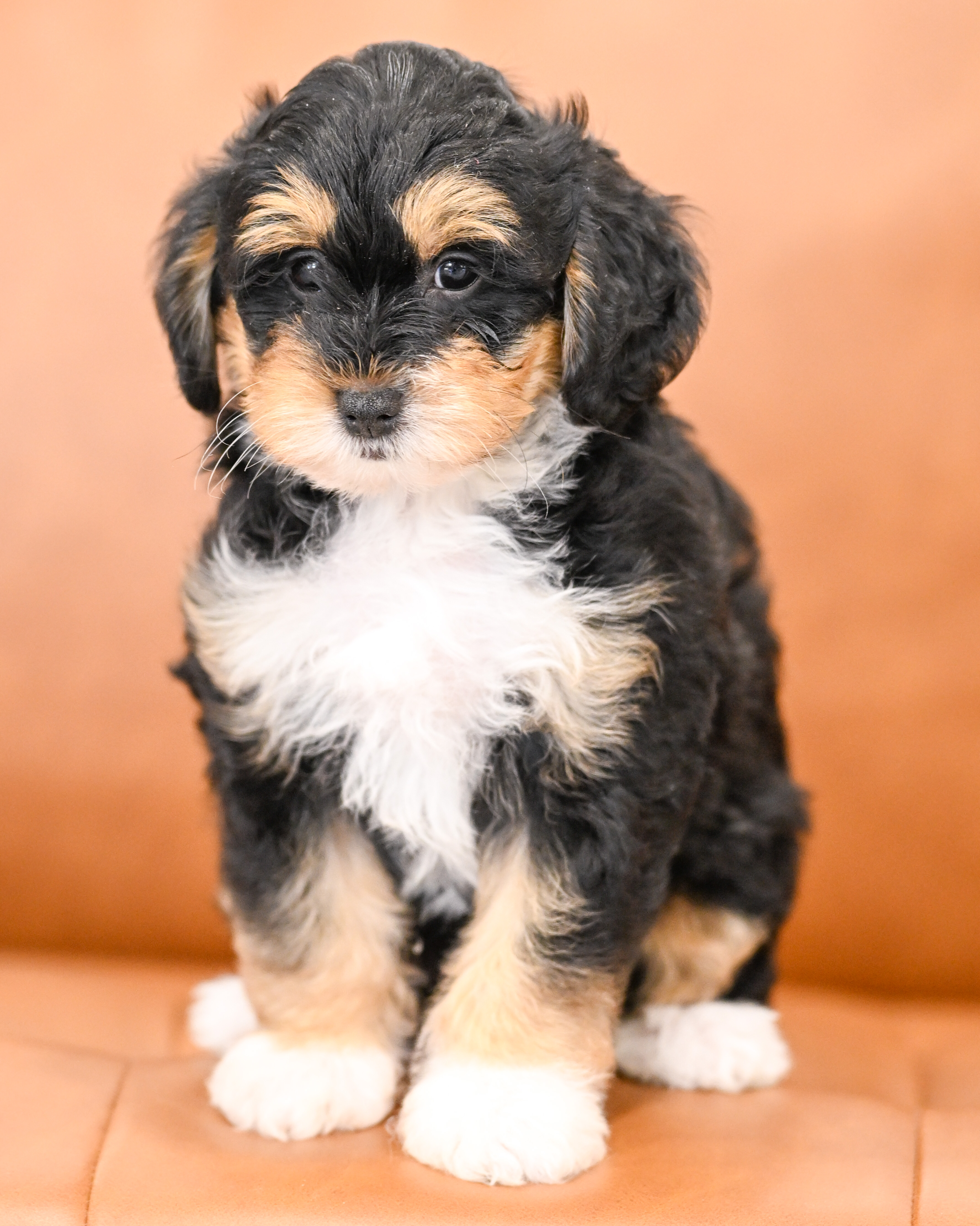 Delphine, Tri Colored, girl, Micro Bernedoodle, puppy at Down Home Doodle
