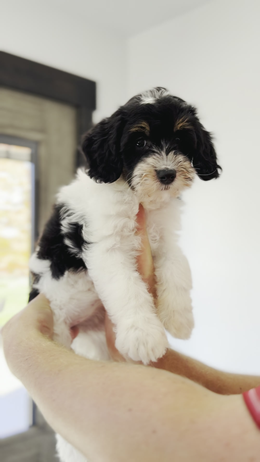 Jane, Tri Parti Micro Bernedoodle puppy