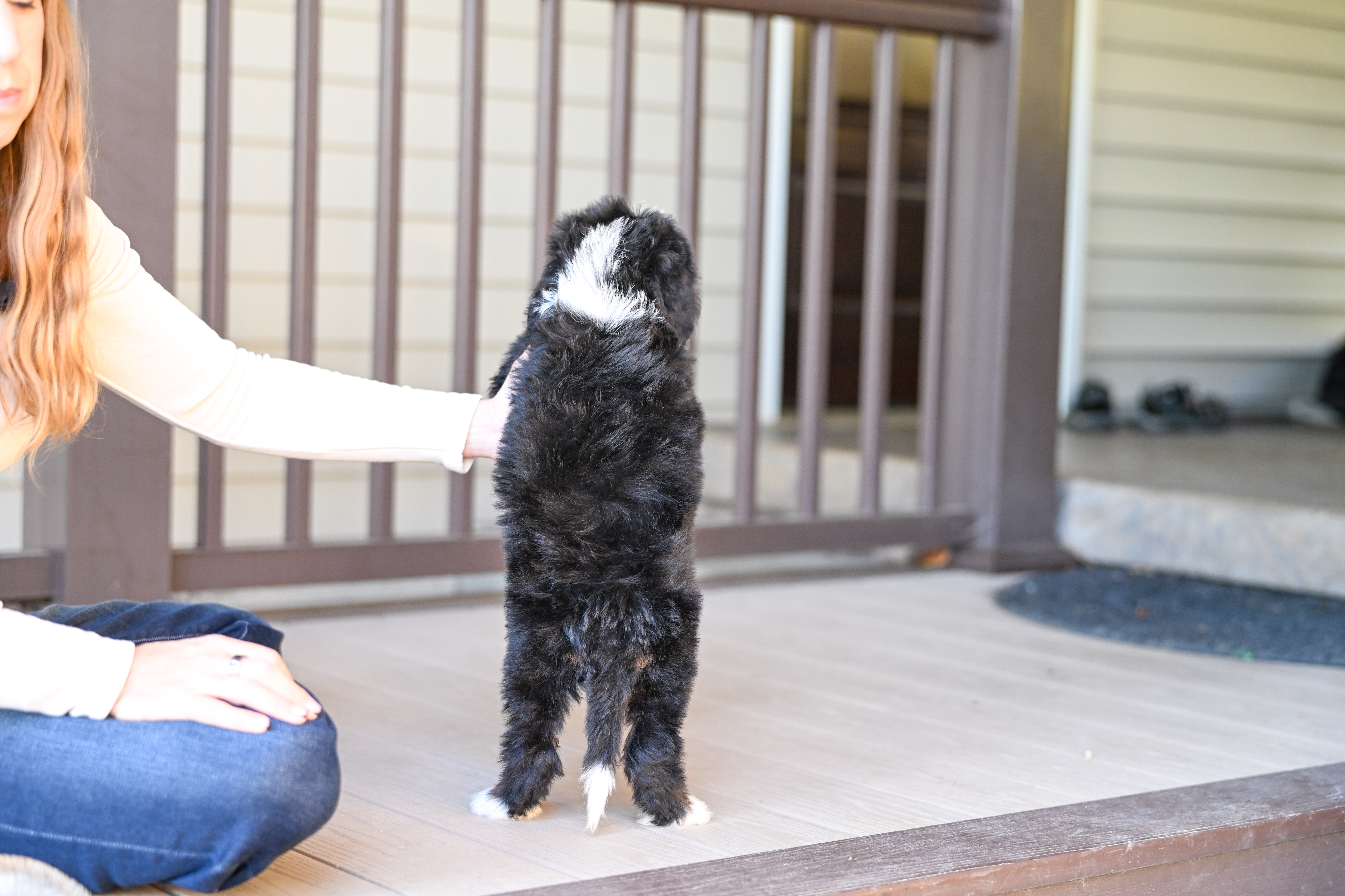 Melania, Tri Colored, girl, Mini Bernedoodle, puppy at Down Home Doodle