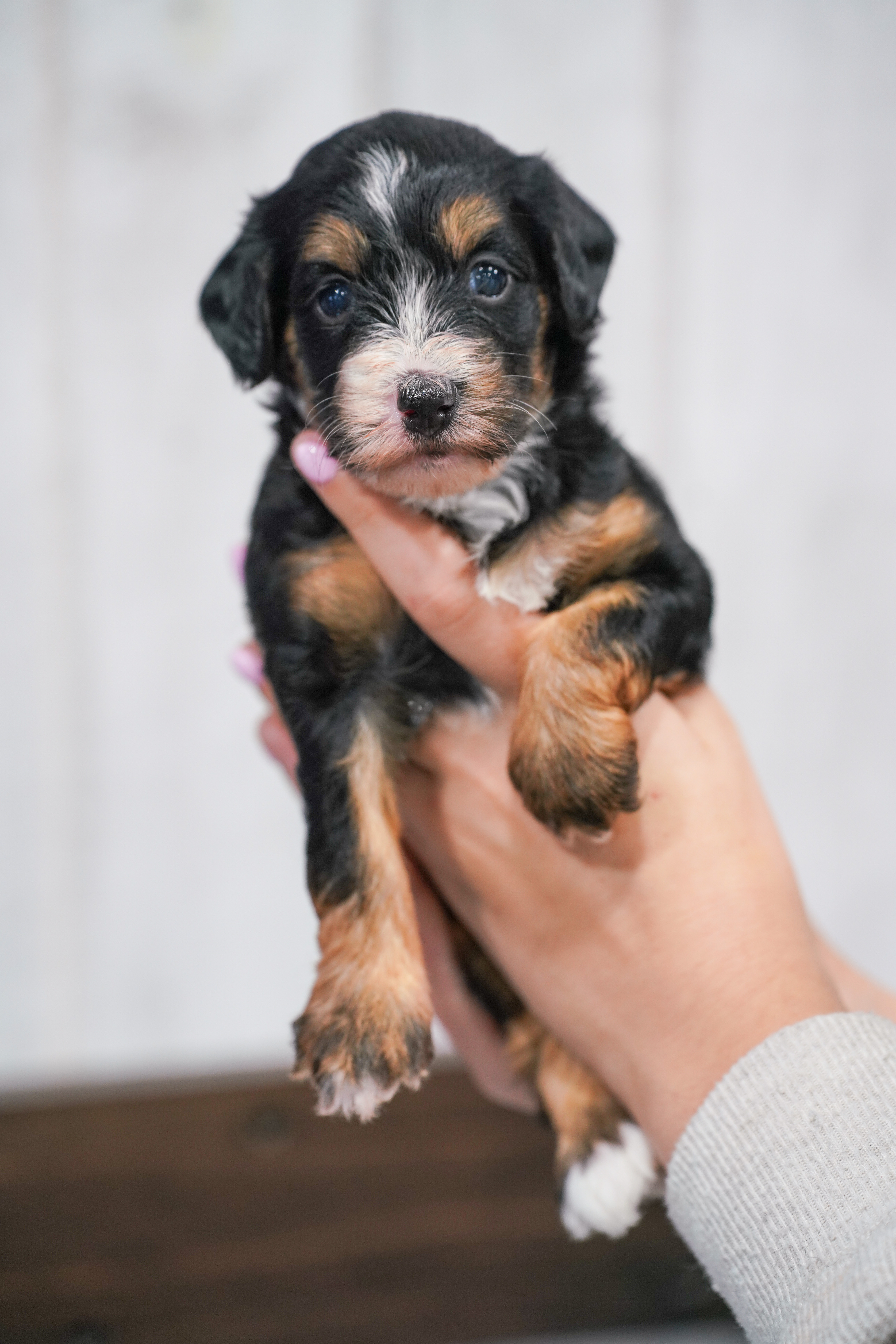 Hulu, Tri Colored, girl, Micro Bernedoodle, puppy at Down Home Doodle