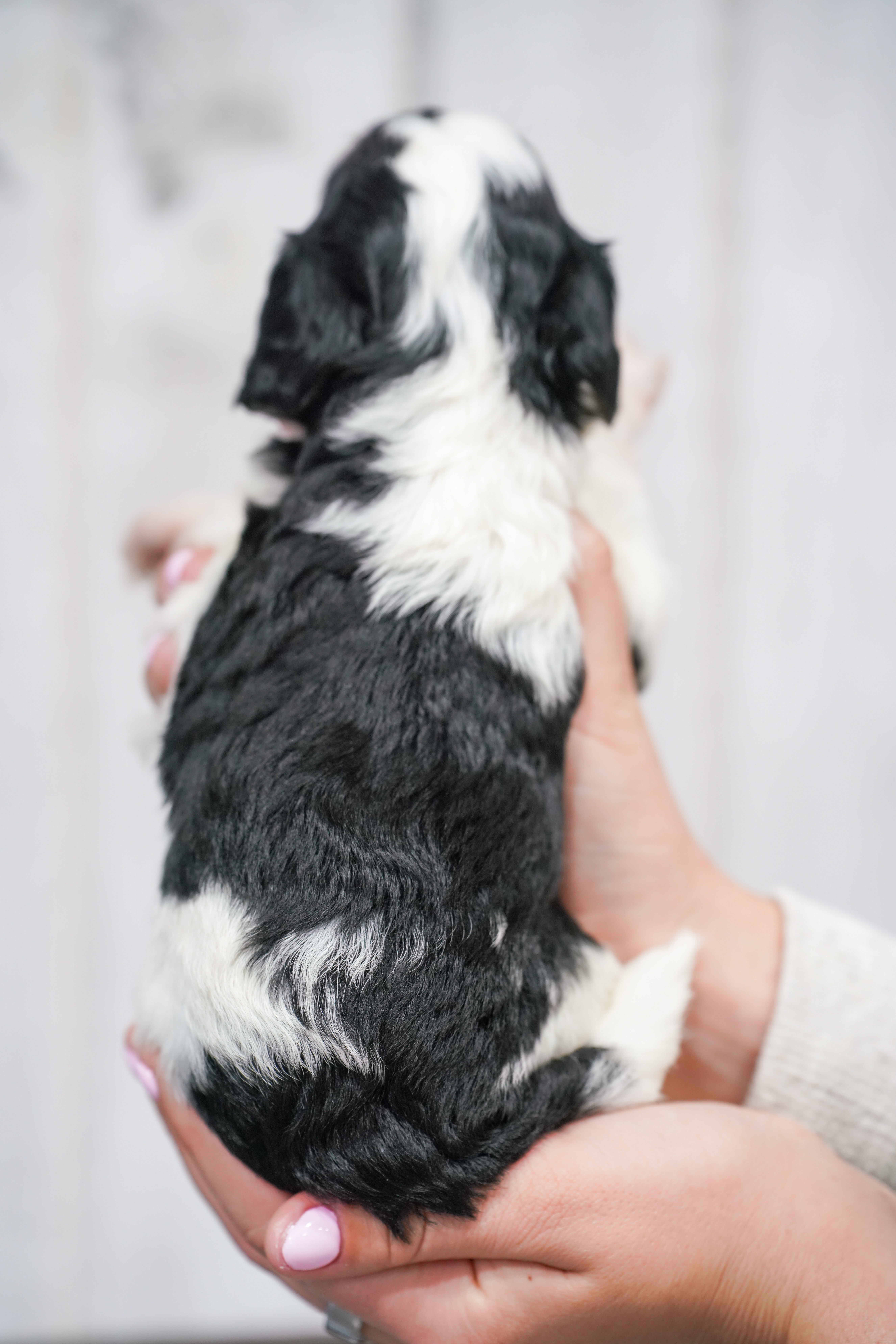 Roku, Tri Parti, boy, Micro Bernedoodle, puppy at Down Home Doodle