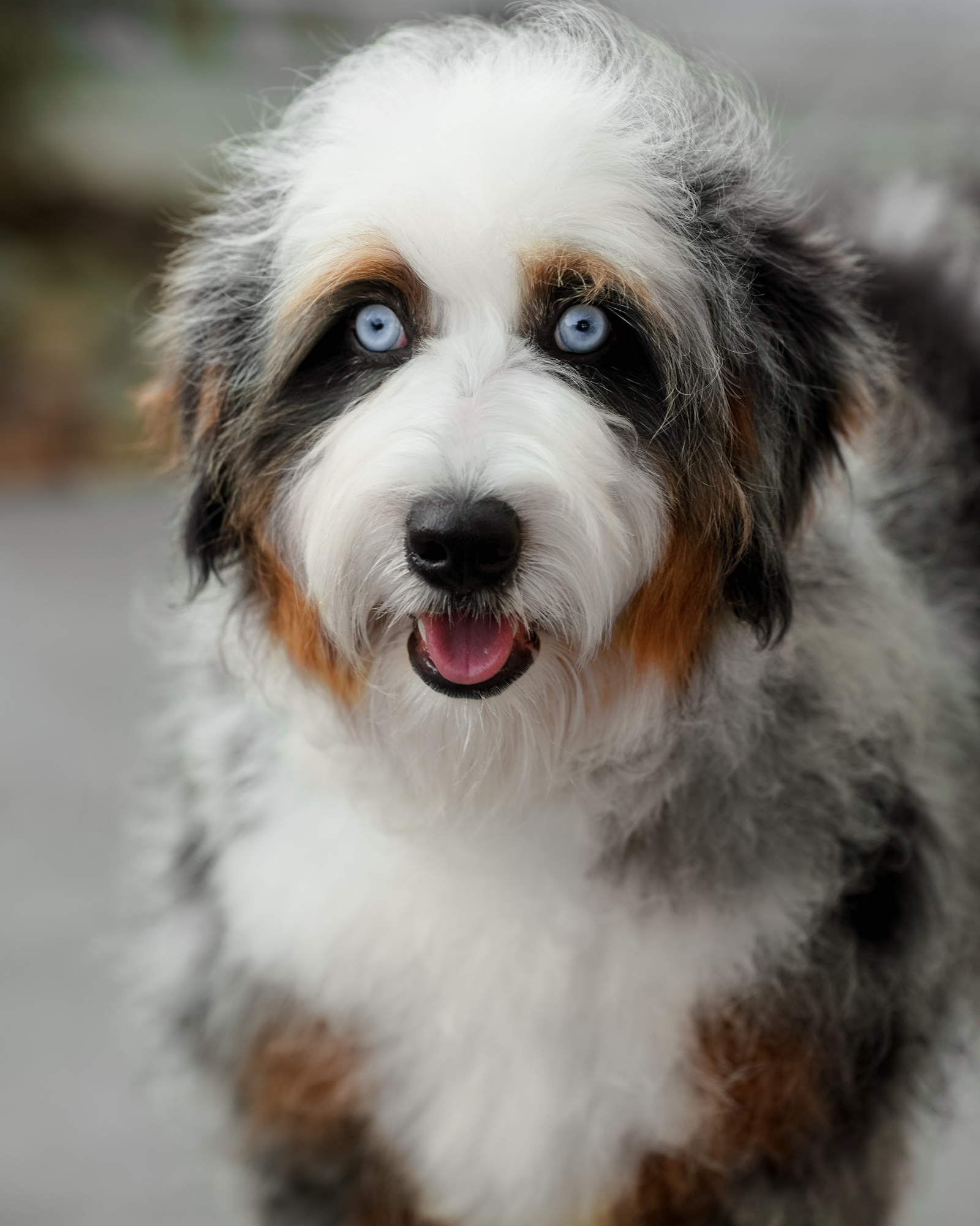 Our striking 43-pound Blue Merle Mini Bernedoodle mom with two brilliant blue eyes, vibrant copper tan points, and a fun-loving, outgoing personality.