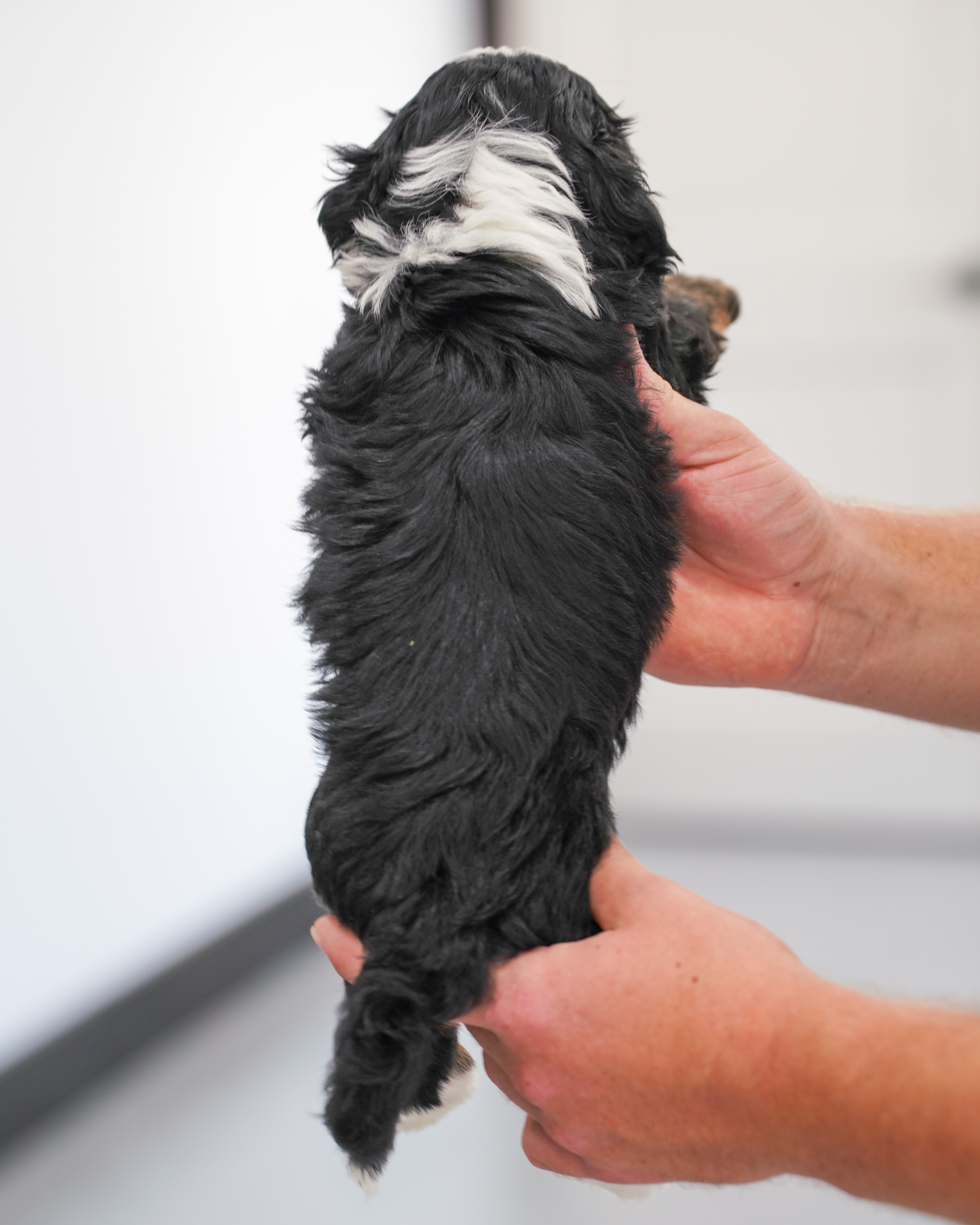 Cobbler, Tri Colored, boy, Mini Bernedoodle, puppy at Down Home Doodle