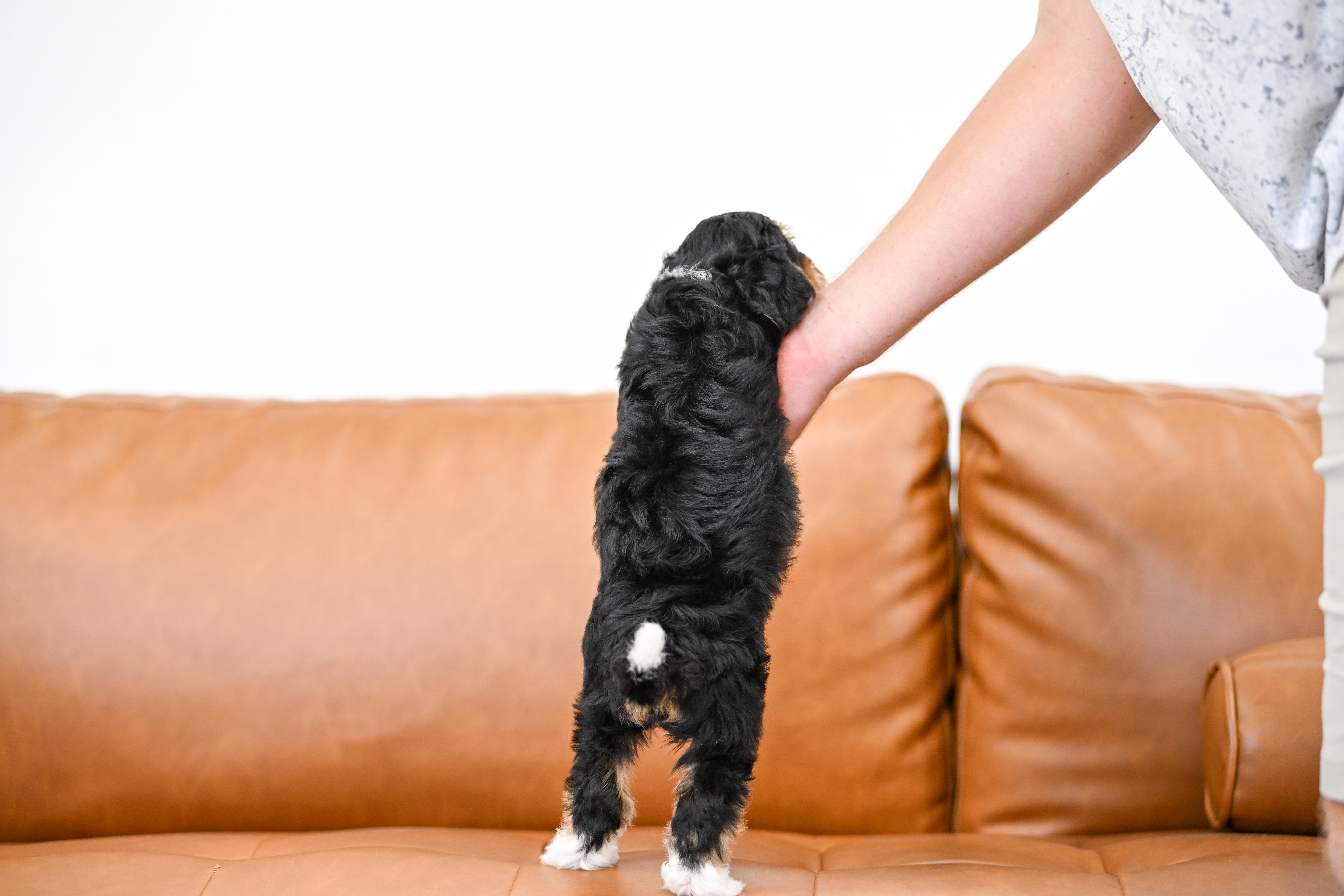 Delphine, Tri Colored, girl, Micro Bernedoodle, puppy at Down Home Doodle