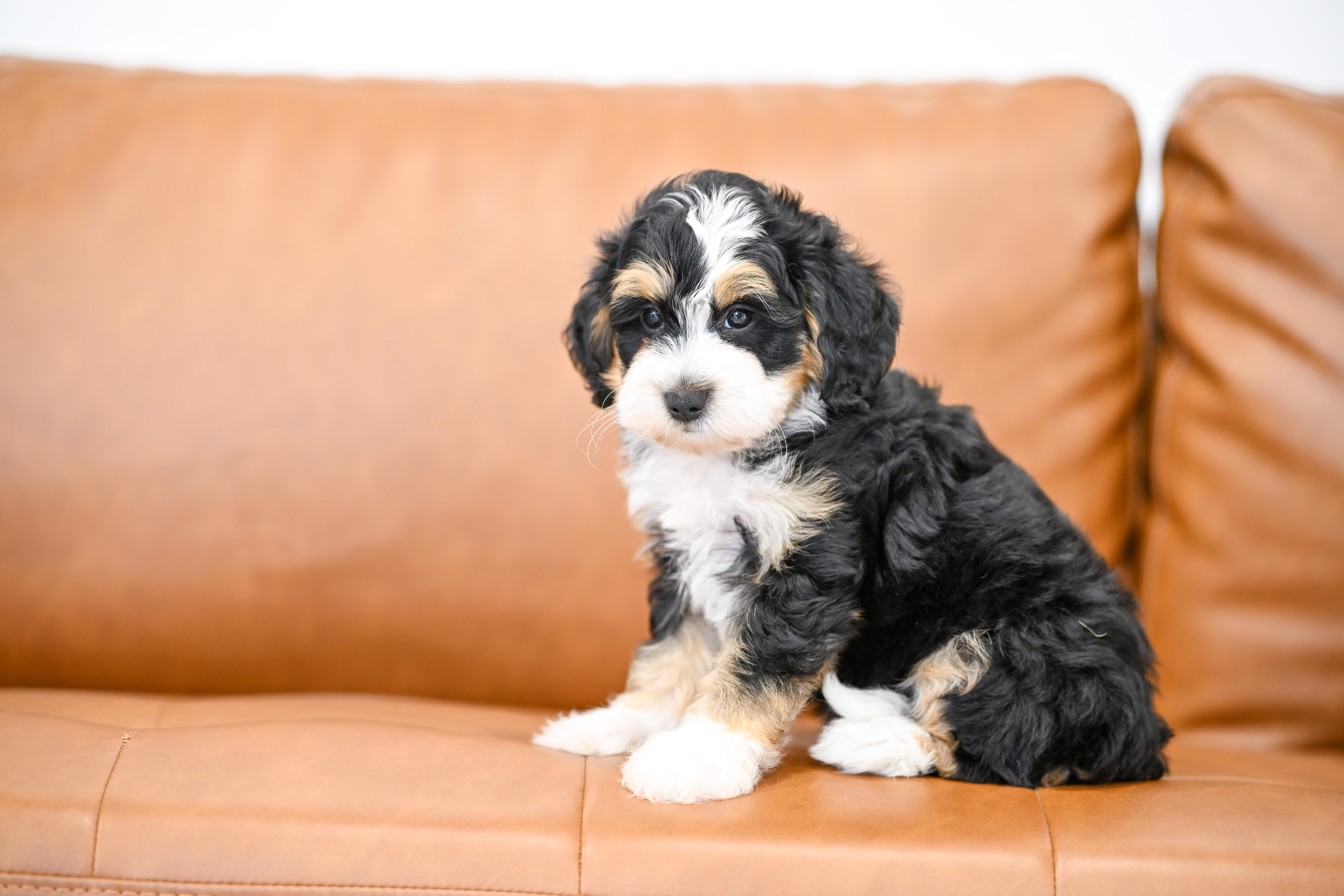 Lionel, Tri Colored, boy, Micro Bernedoodle, puppy at Down Home Doodle