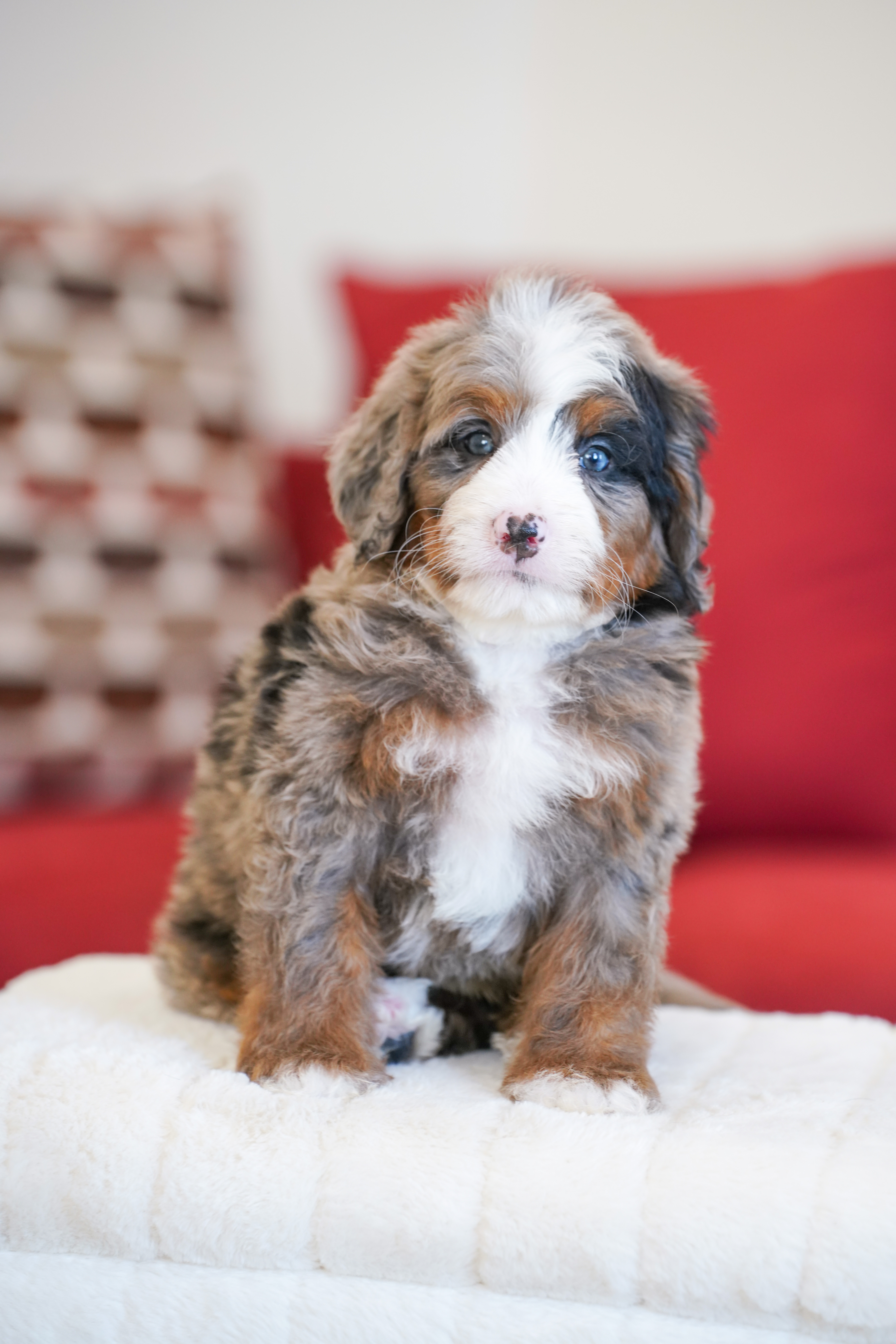 Vance, Merle Tri Colored, boy, Mini Bernedoodle, puppy at Down Home Doodle