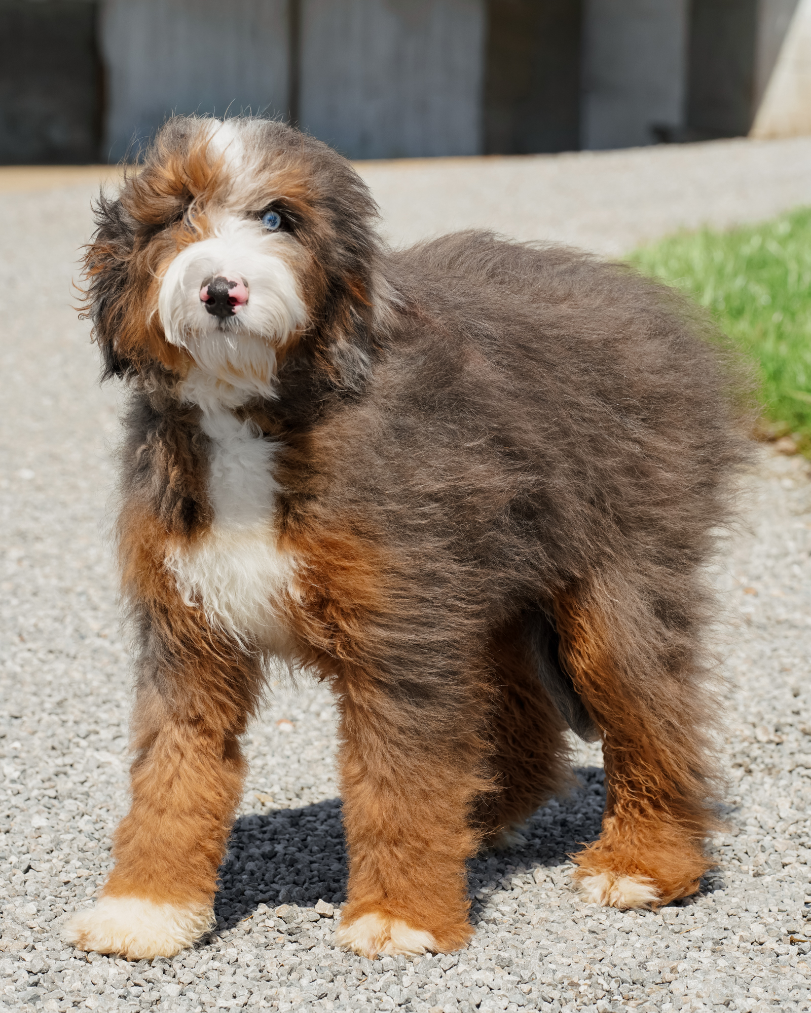 Friday, dad of the Lightning McQueen Litter at Down Home Doodle