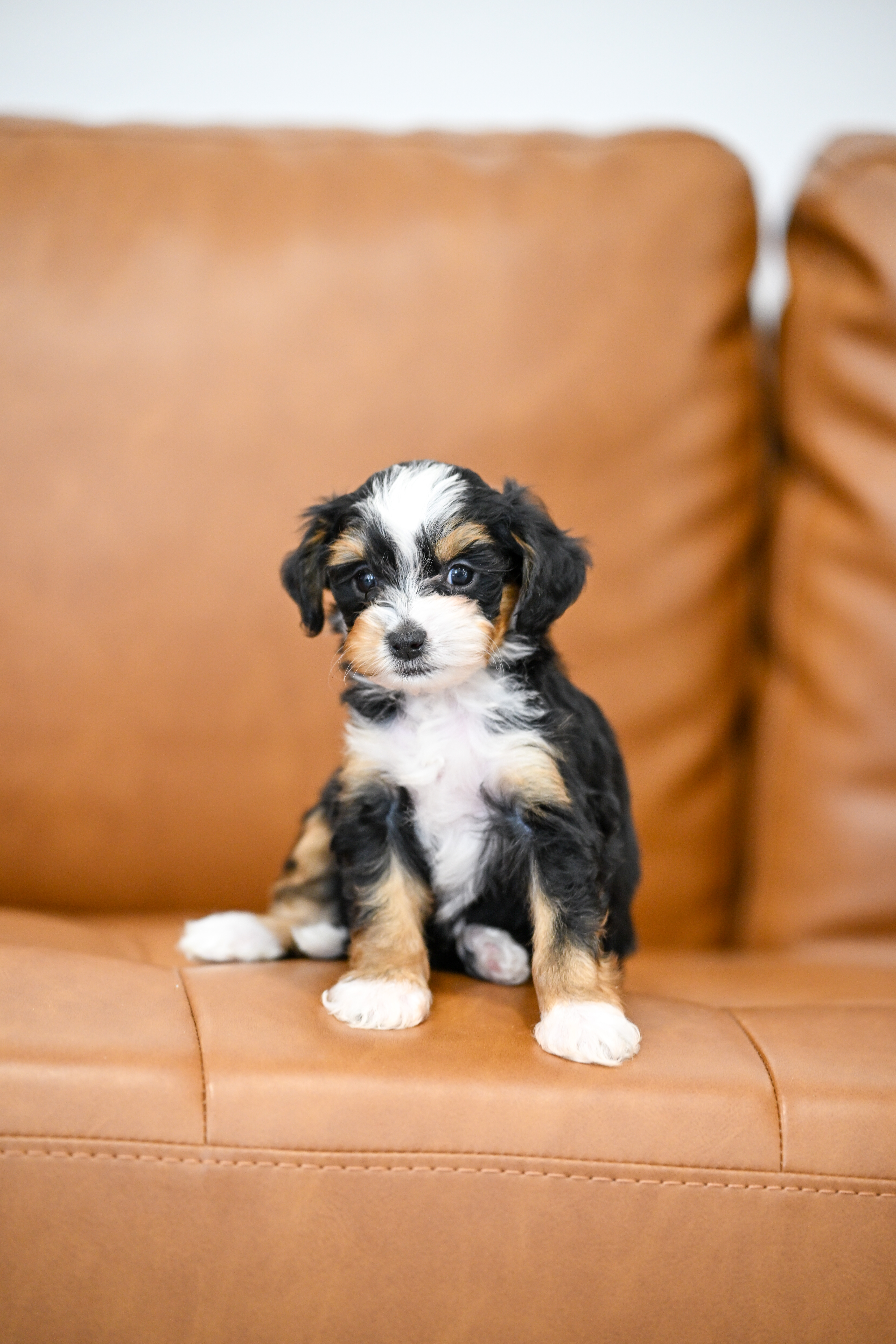Marnie, Tri Colored Micro Bernedoodle puppy