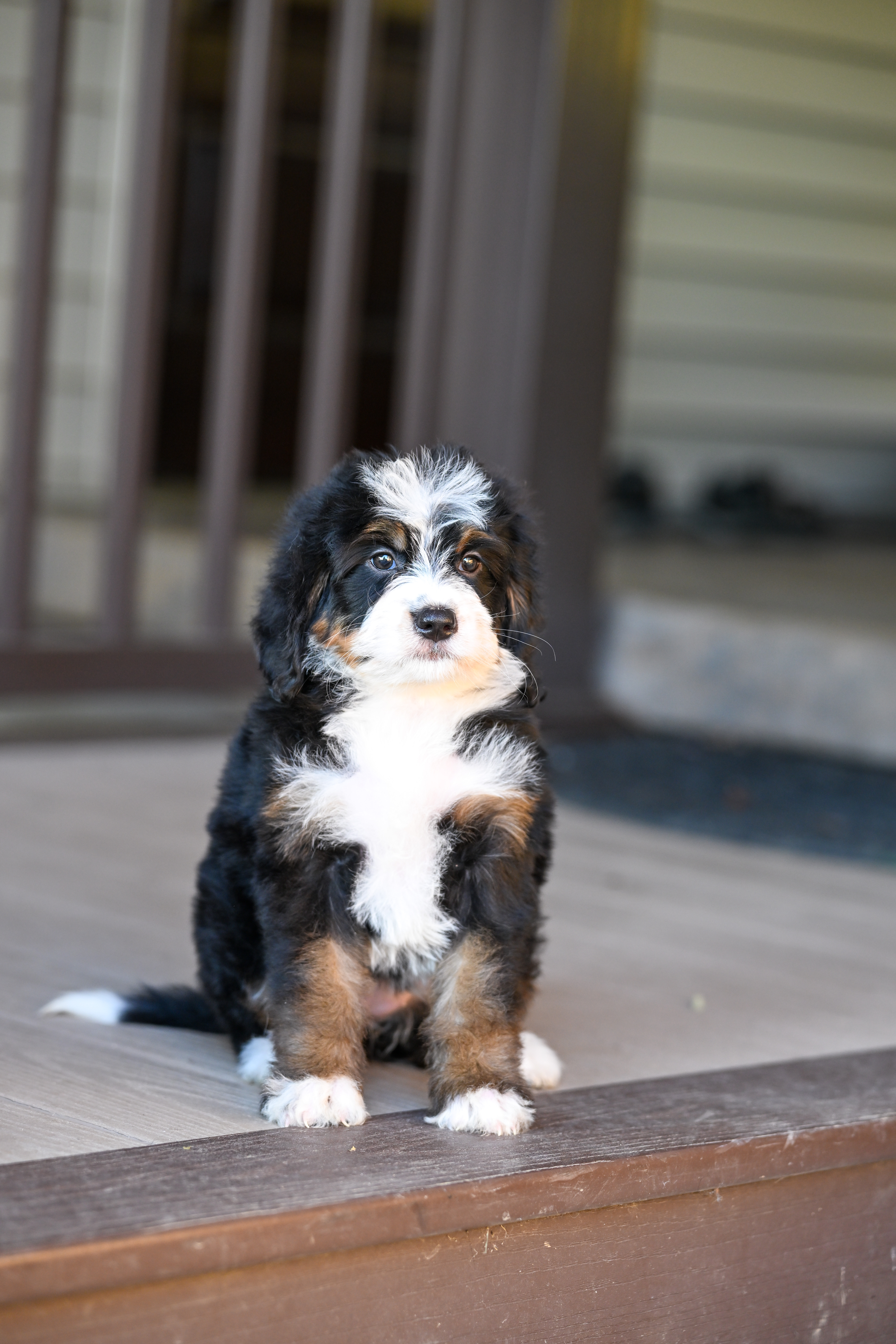 Melania, Tri Colored Mini Bernedoodle puppy