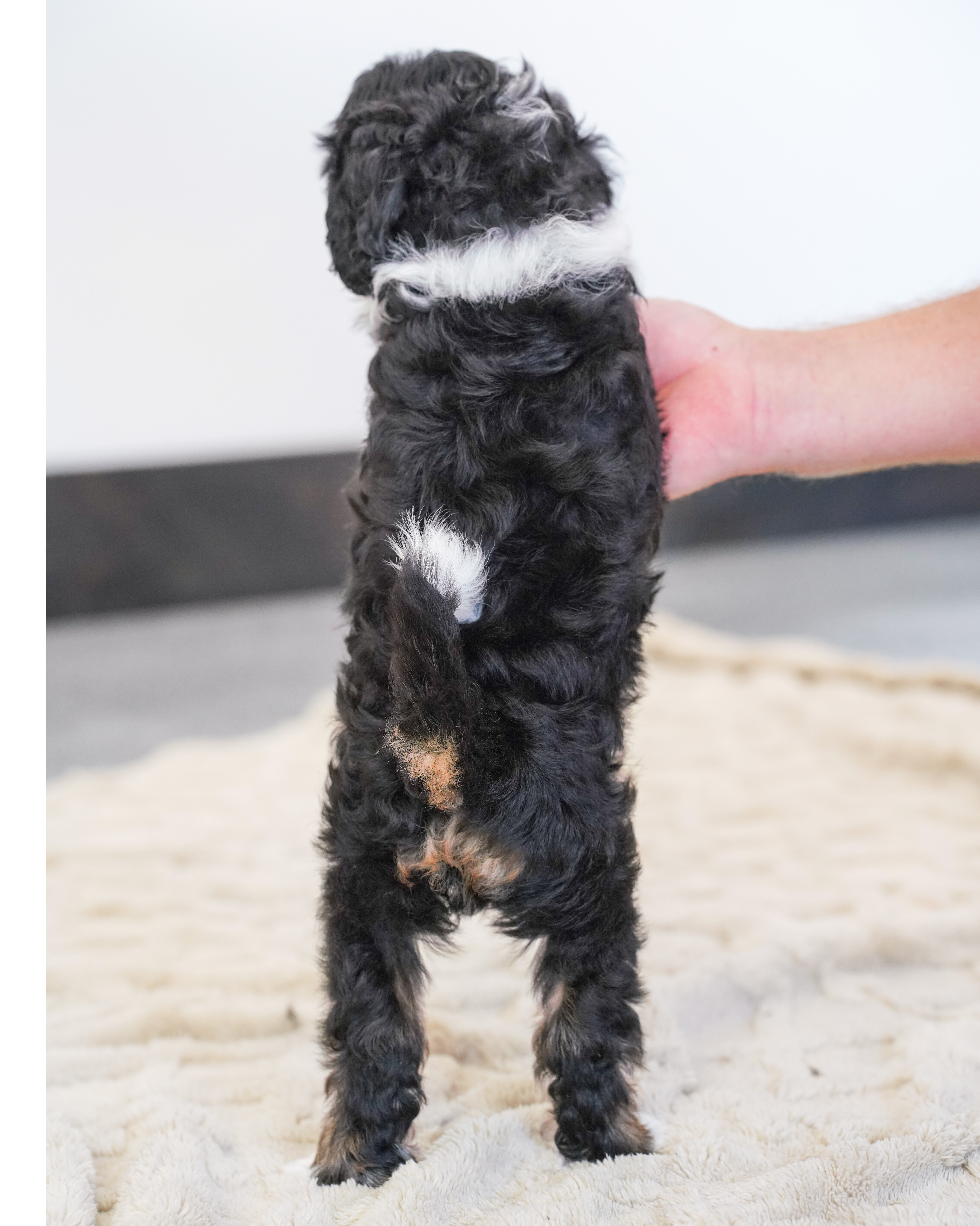 Beau, Tri Colored, boy, Micro Bernedoodle, puppy at Down Home Doodle