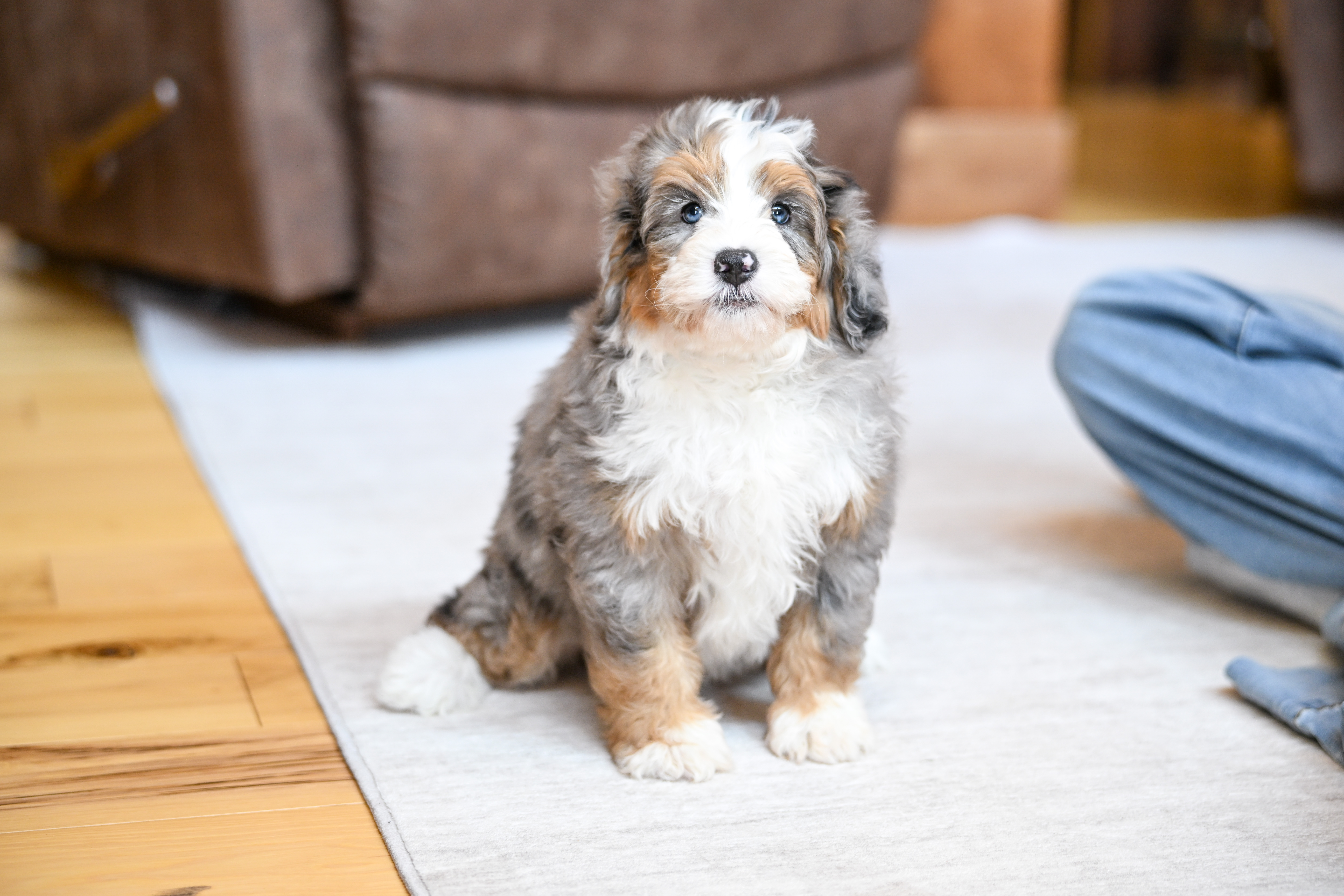 Eric, Merle Tri Colored, boy, Mini Bernedoodle, puppy at Down Home Doodle