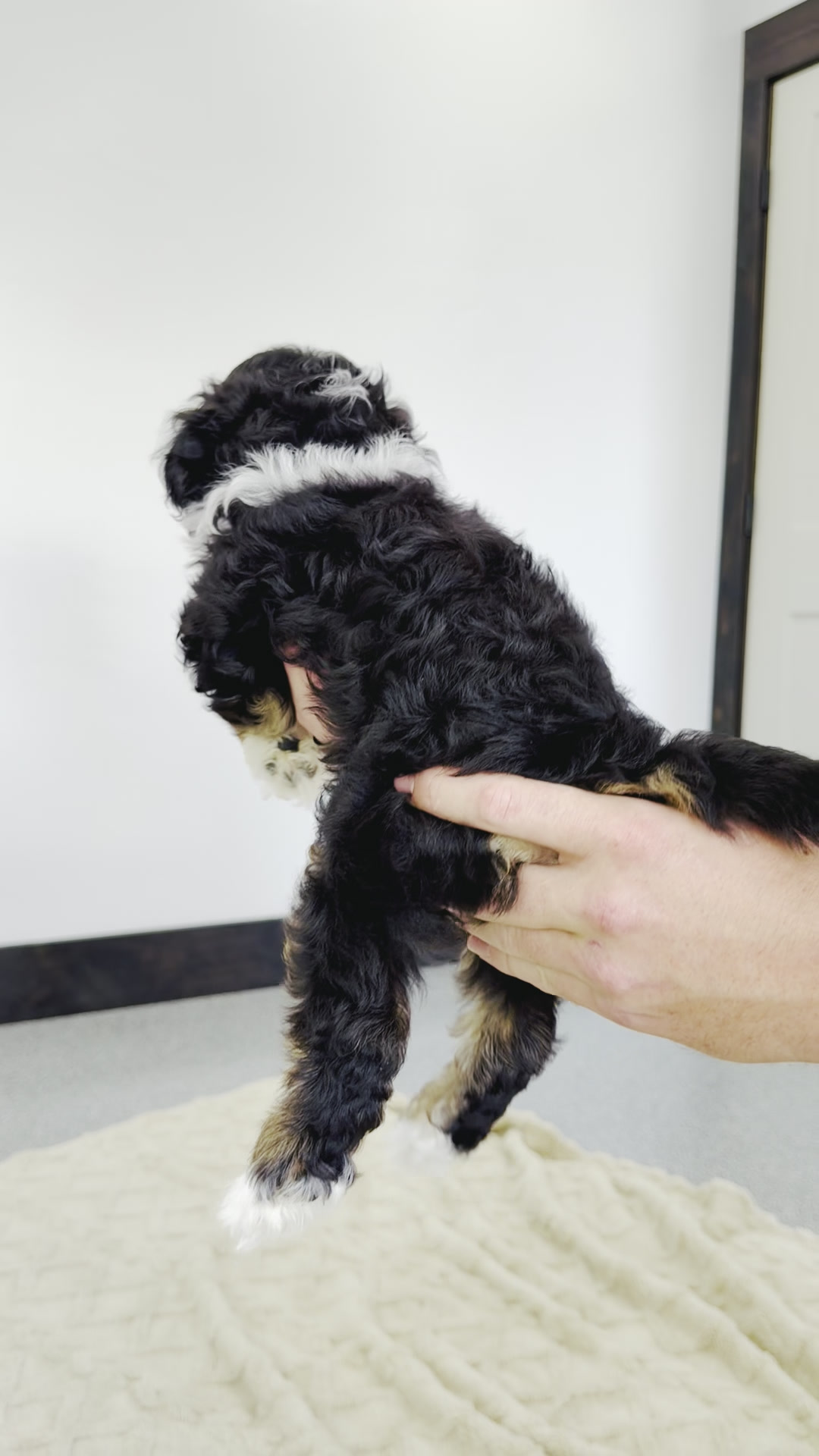 Beau, Tri Colored, boy, Micro Bernedoodle, puppy at Down Home Doodle