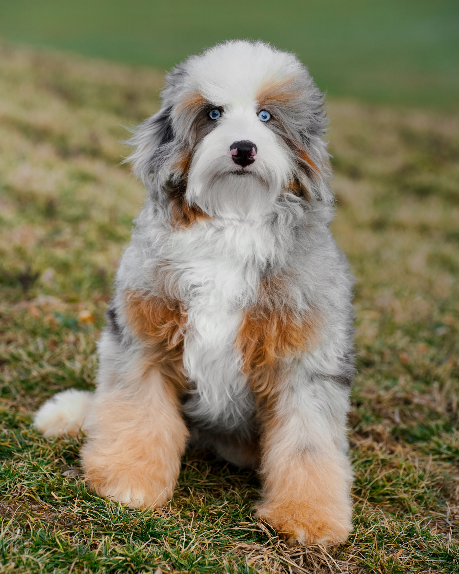 Blue Merle Tri Micro Bernedoodle mom, 23 lbs