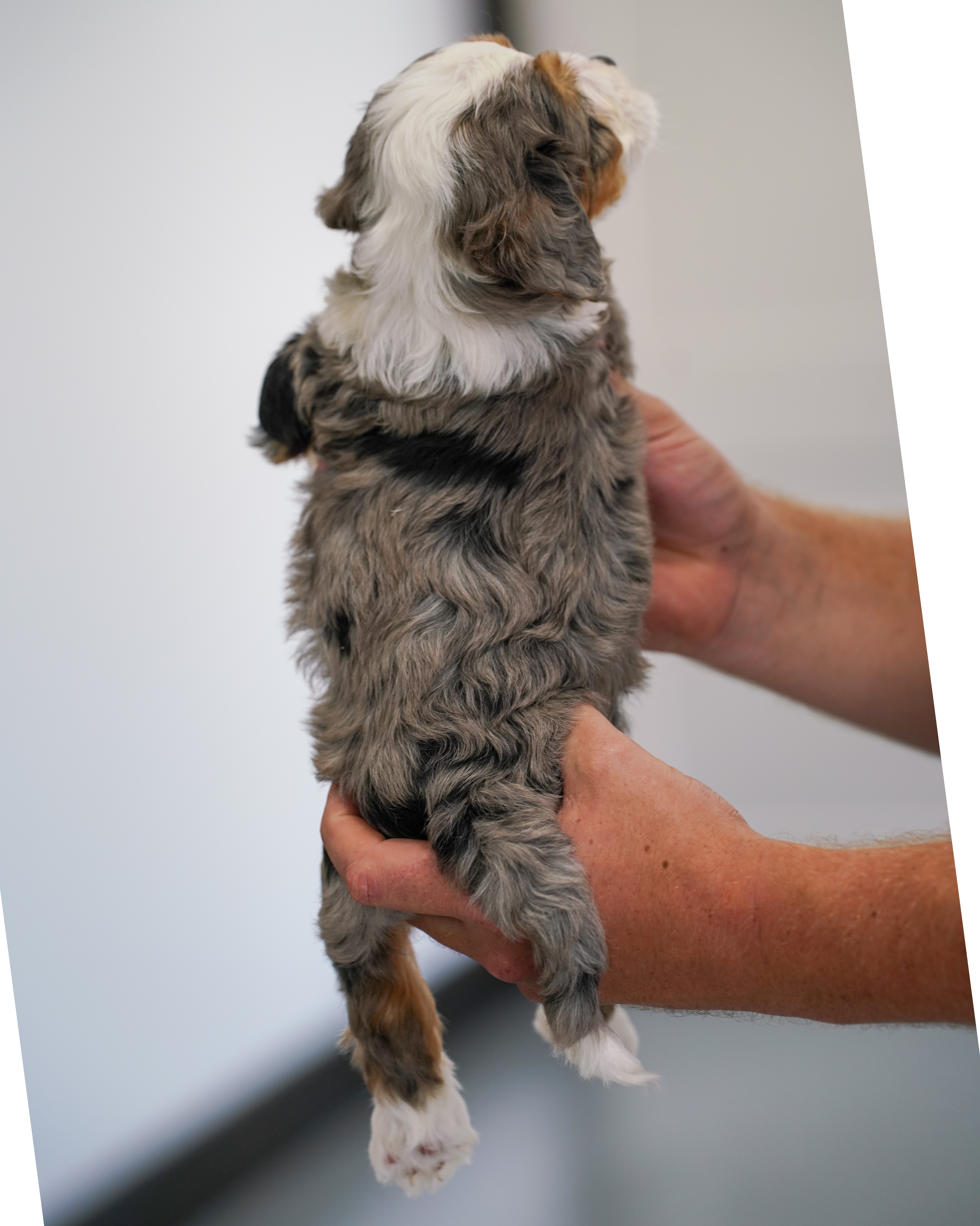 Shoofly, Merle Tri Colored, boy, Mini Bernedoodle, puppy at Down Home Doodle