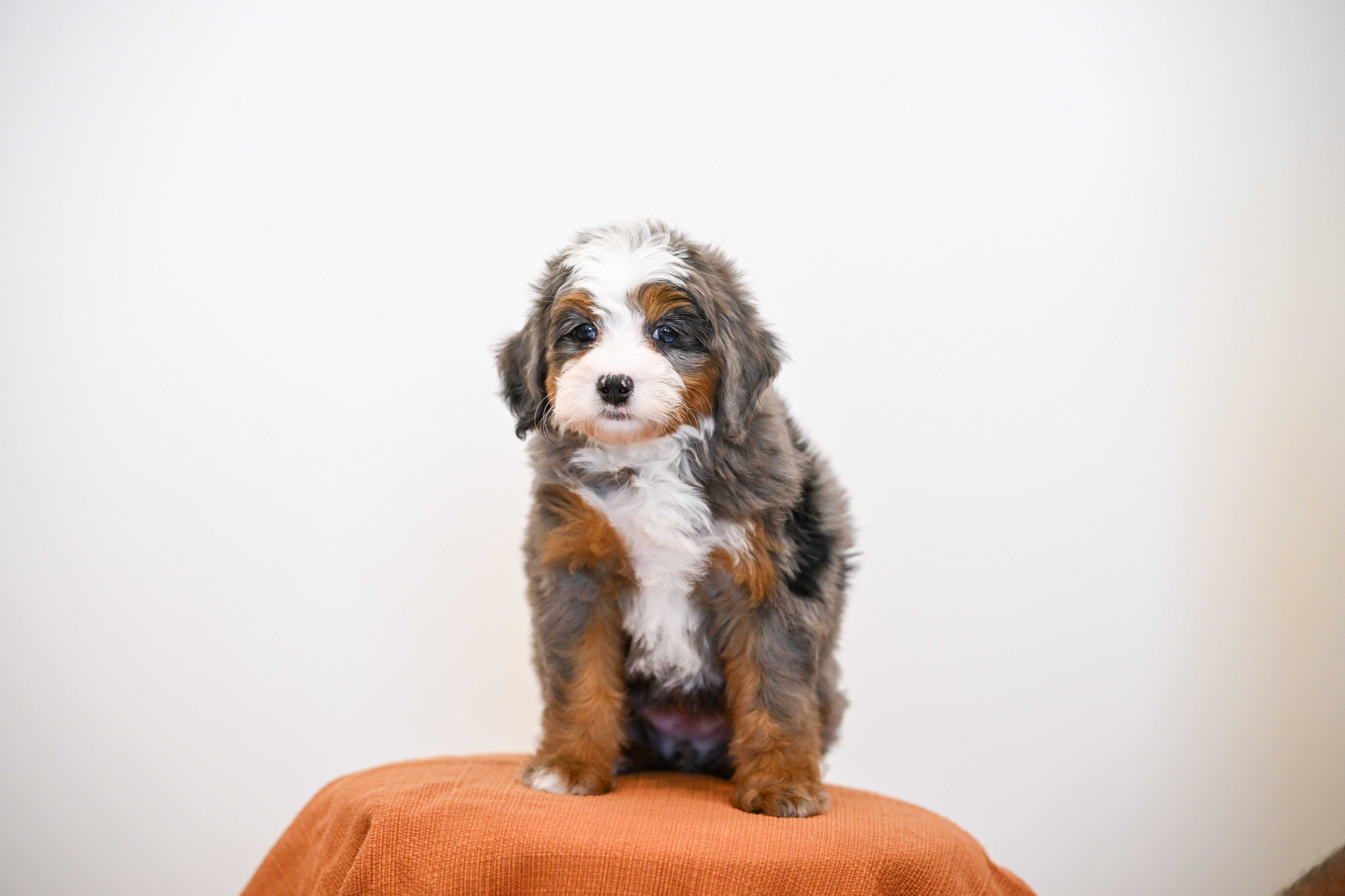 Beverly, Merle Tri Colored, girl, Mini Bernedoodle, puppy at Down Home Doodle
