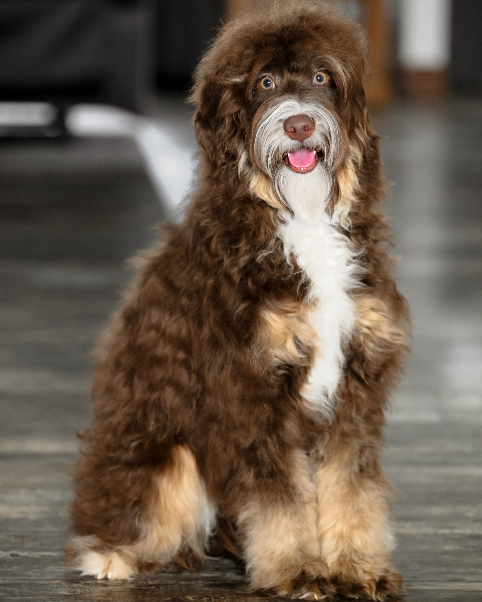 Our classic 25-pound Chocolate Tri Mini Bernedoodle mom with balanced conformation, an exceptionally soft, wavy coat, and an intelligent, easygoing nature.