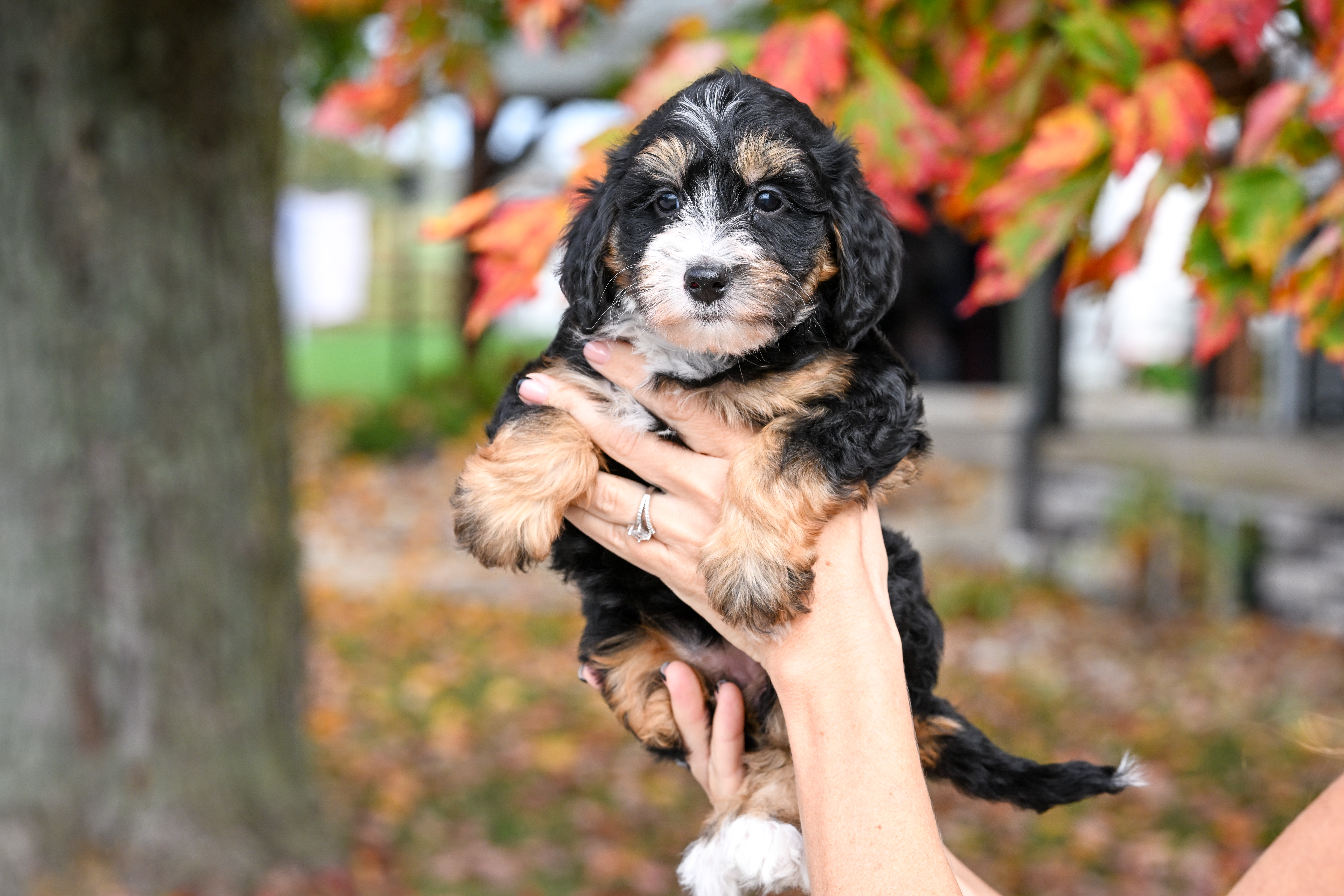 Hulu, Tri Colored, girl, Micro Bernedoodle, puppy at Down Home Doodle