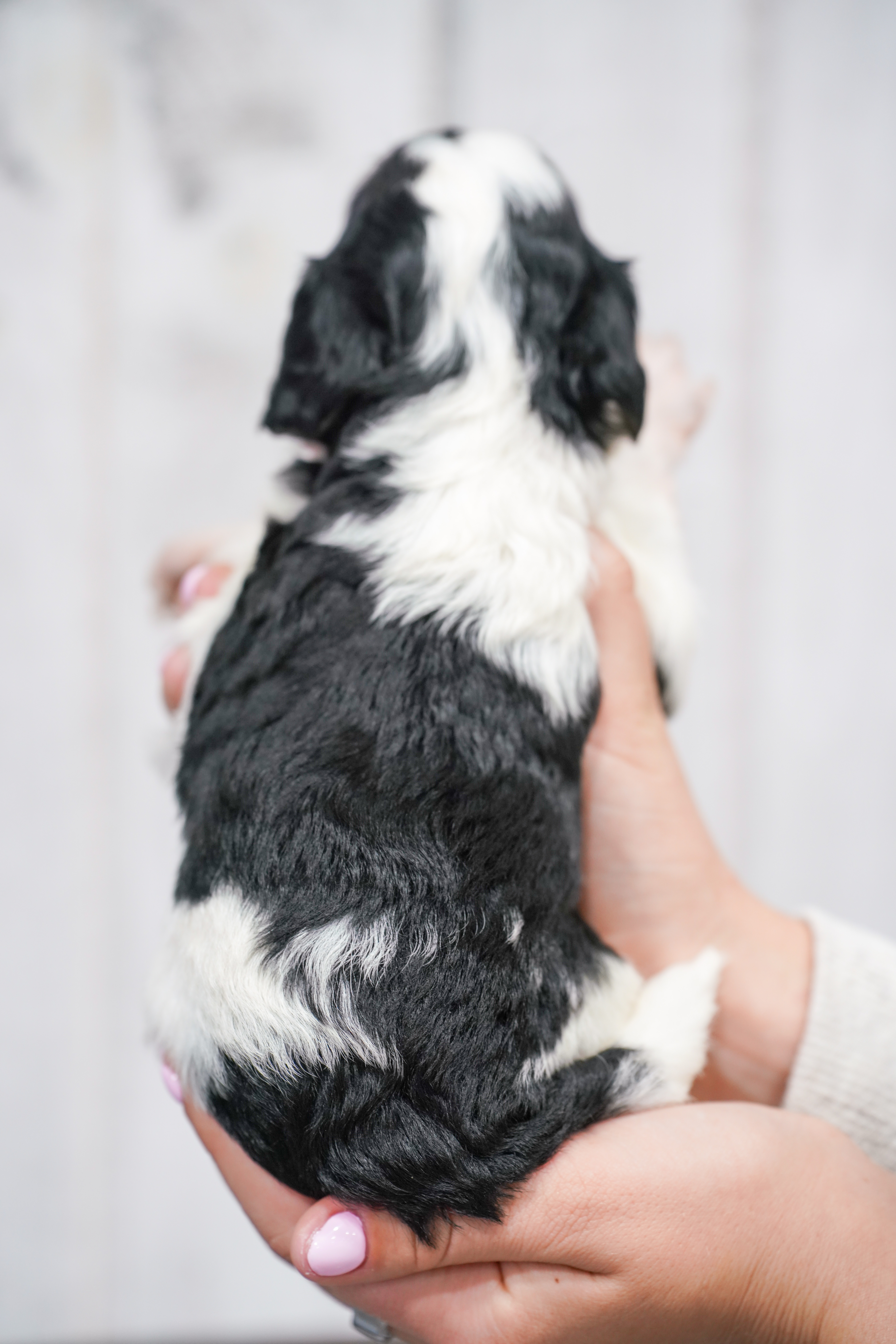 Roku, Tri Parti, boy, Micro Bernedoodle, puppy at Down Home Doodle