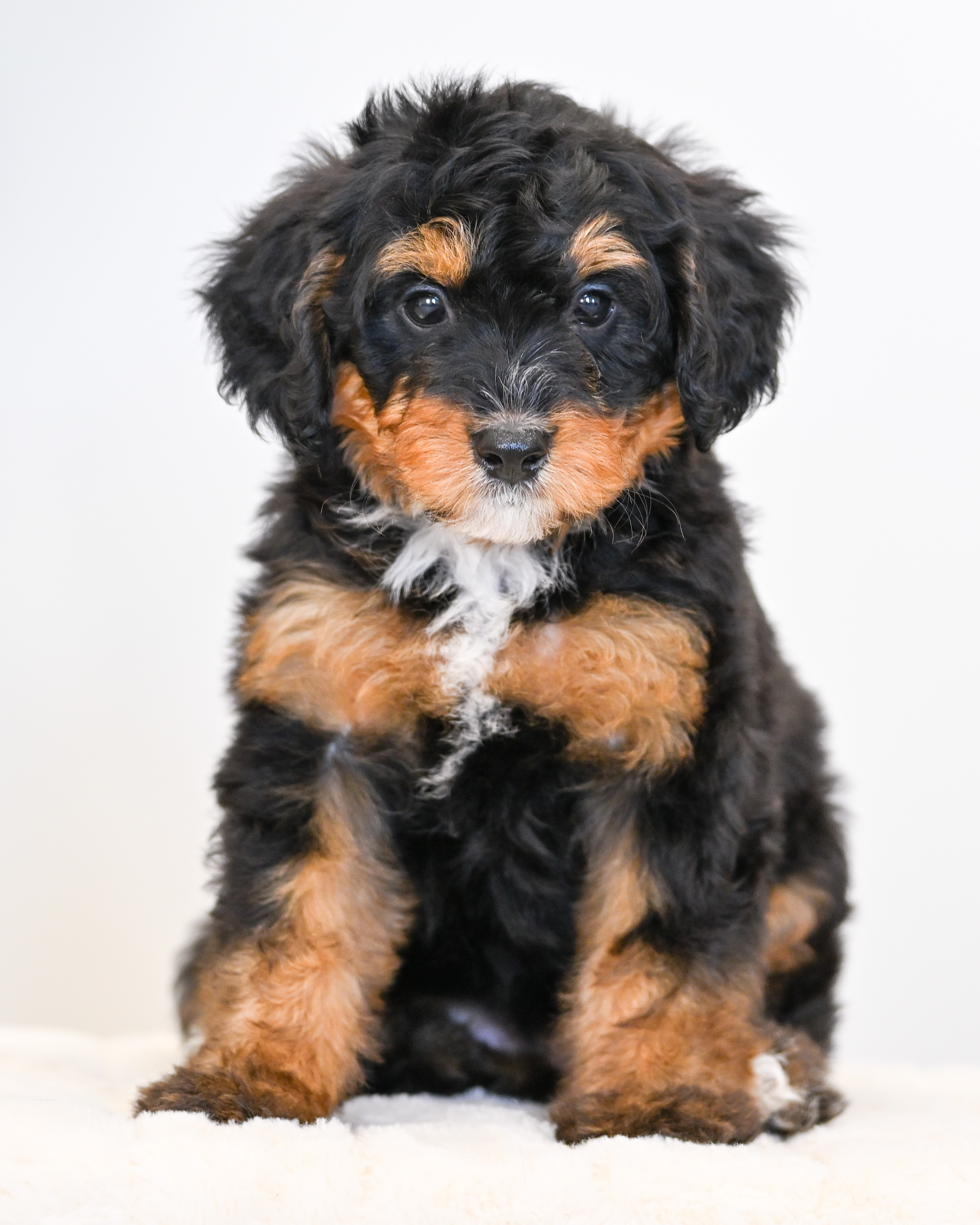 Ruffles, Tri Colored, girl, Mini Bernedoodle, puppy at Down Home Doodle