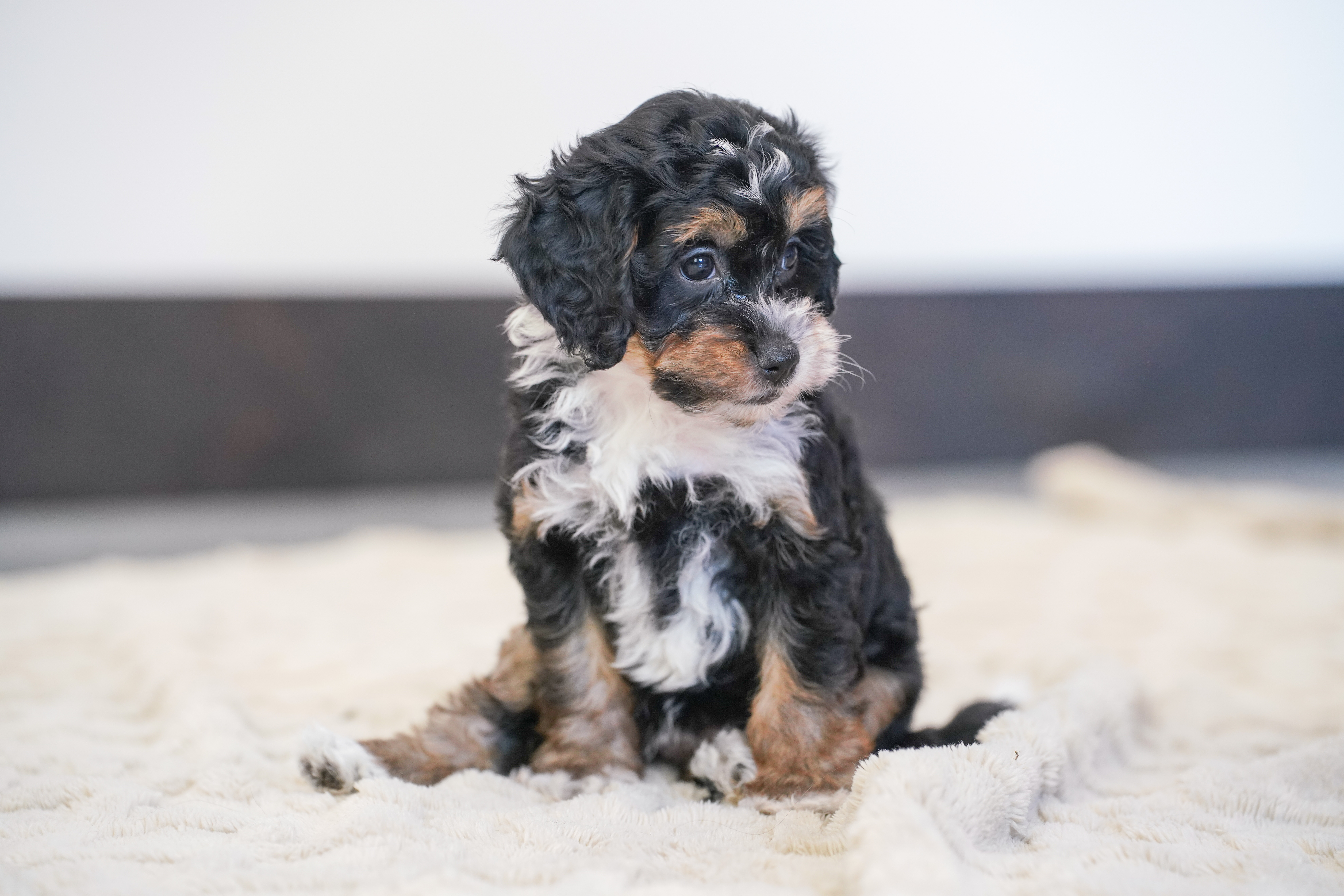 Peony, Tri Colored, girl, Micro Bernedoodle, puppy at Down Home Doodle