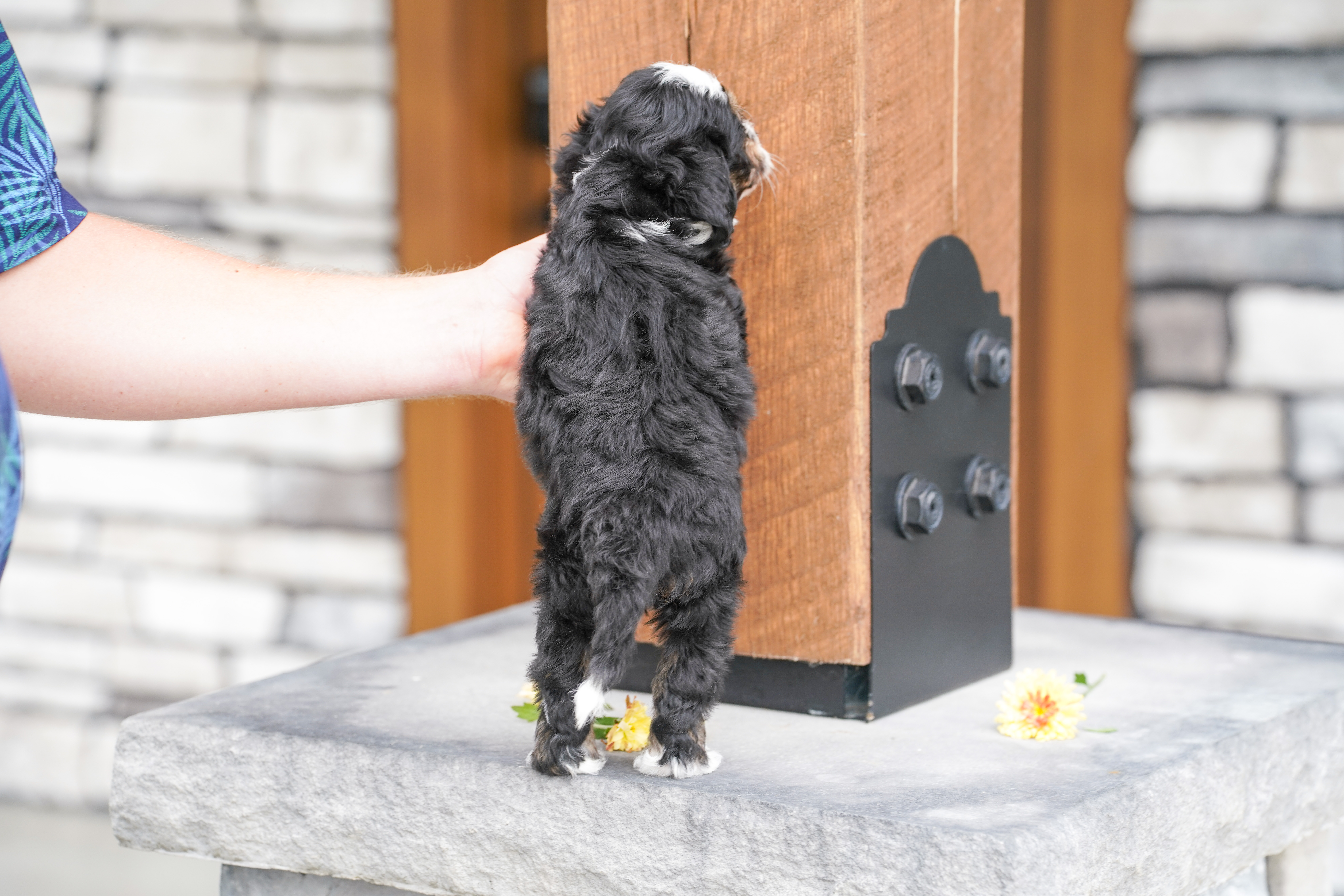 Coco, Tri Colored, girl, Micro Bernedoodle, puppy at Down Home Doodle