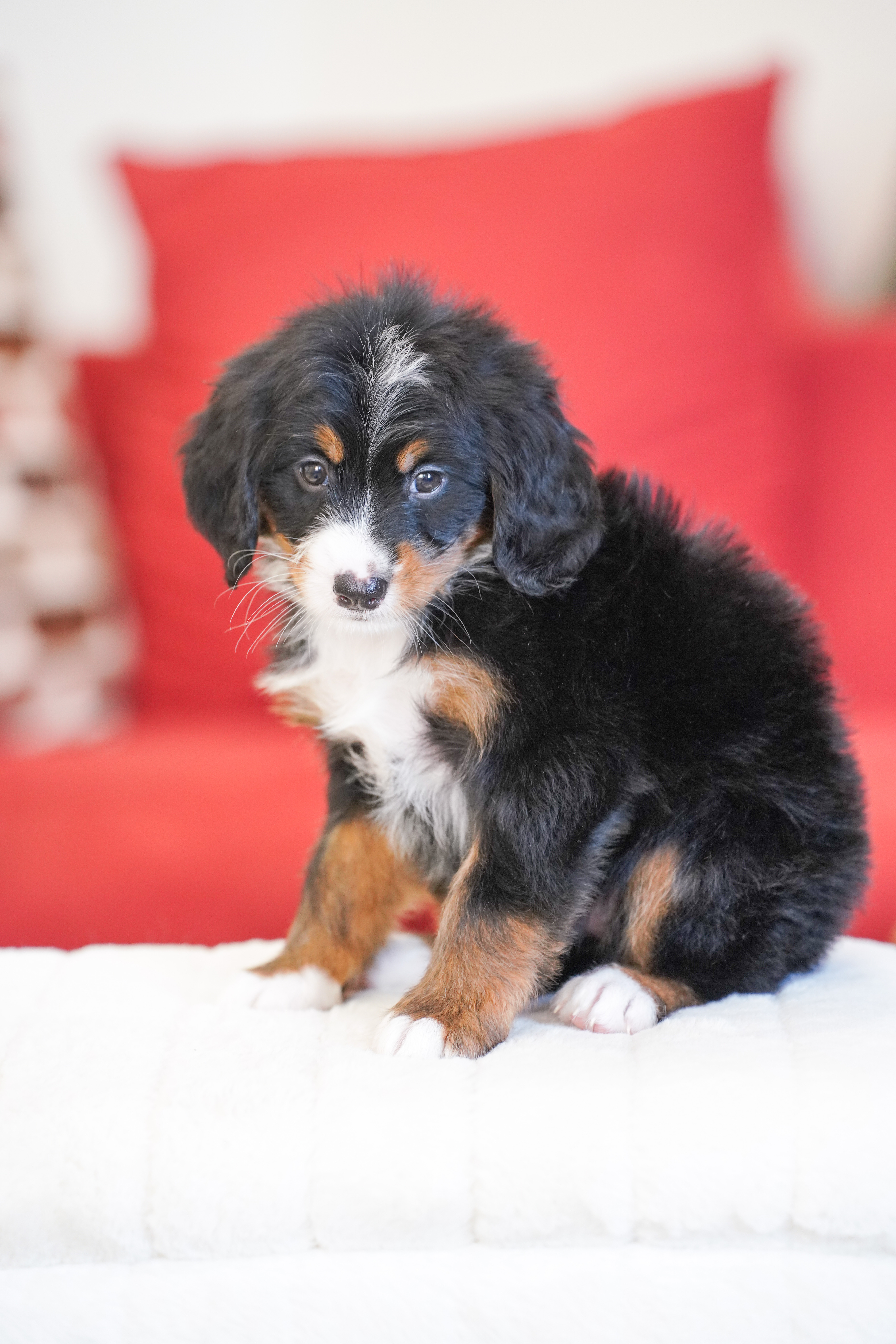 Michelle, Tri Colored, girl, Mini Bernedoodle, puppy at Down Home Doodle