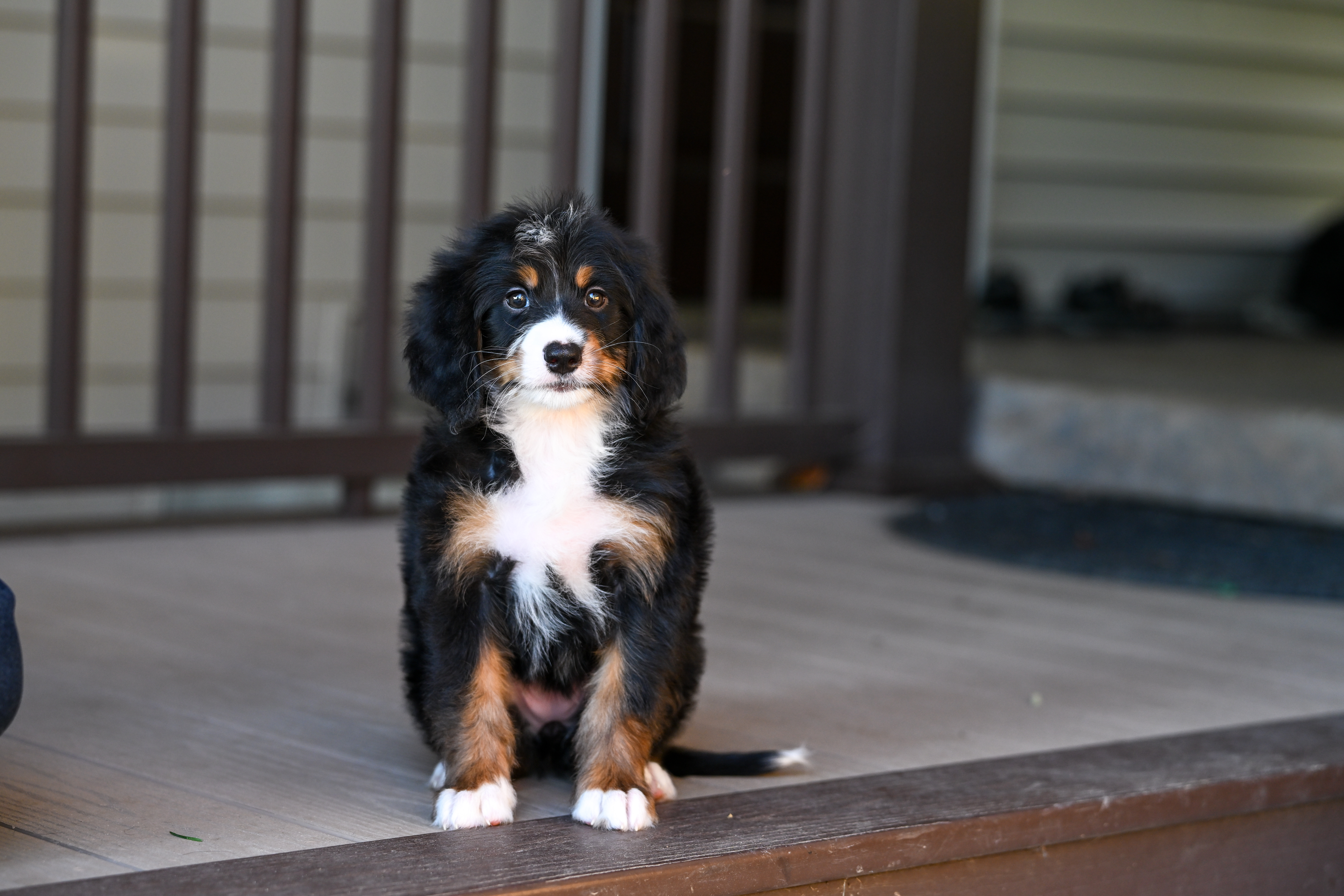 Michelle, Tri Colored, girl, Mini Bernedoodle, puppy at Down Home Doodle