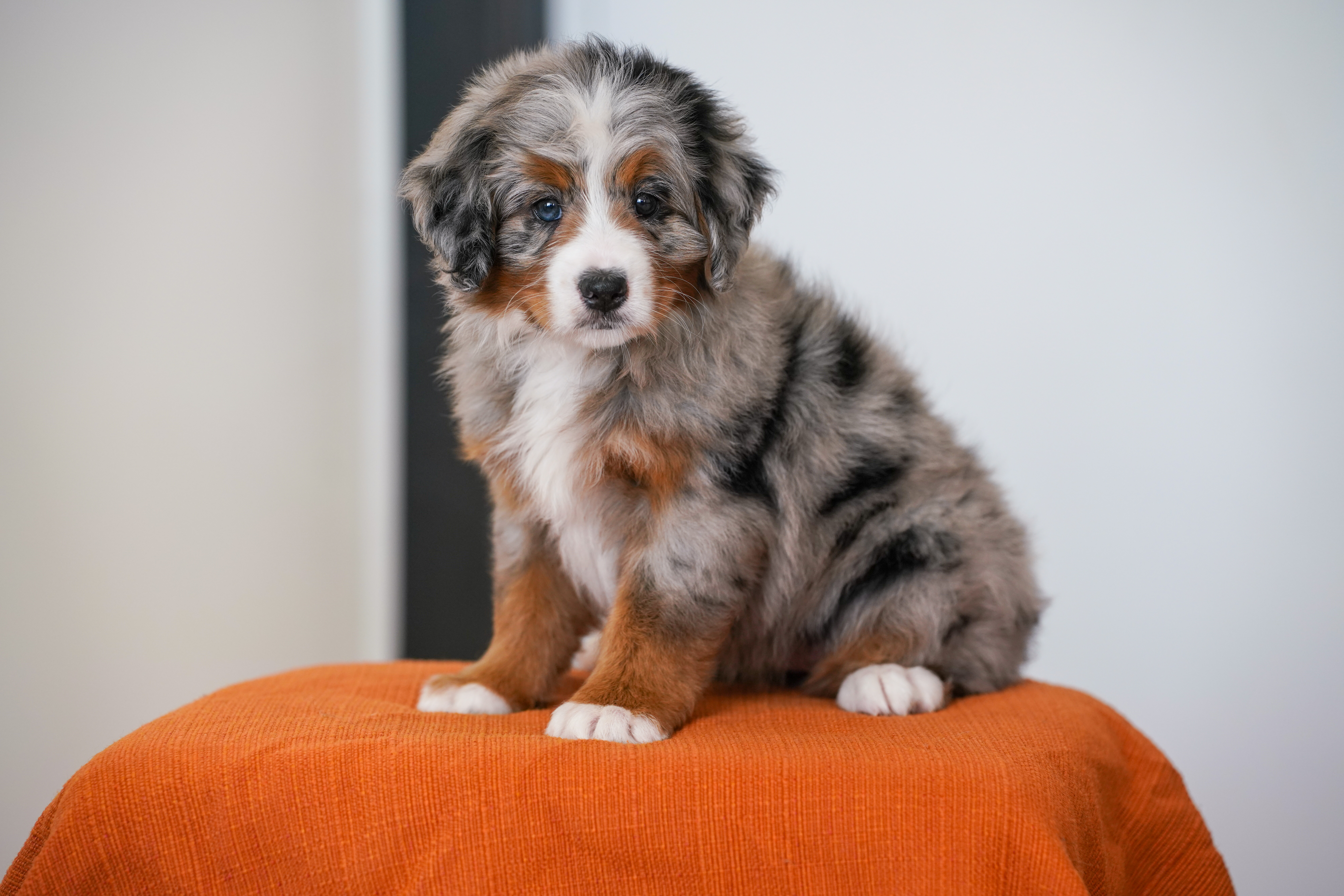 Rapunzel, Merle Tri Colored, girl, Mini Bernedoodle, puppy at Down Home Doodle
