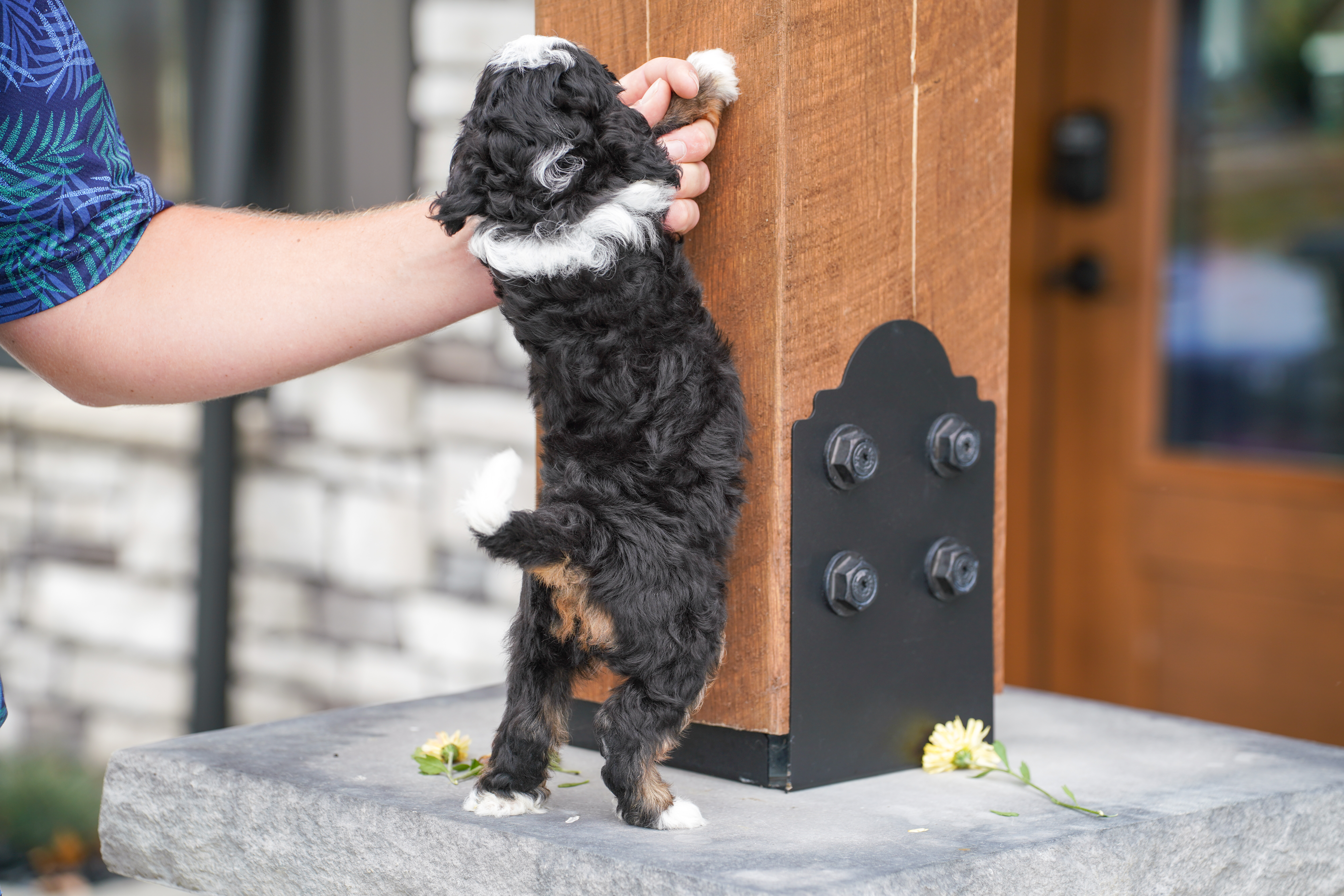 Beau, Tri Colored, boy, Micro Bernedoodle, puppy at Down Home Doodle