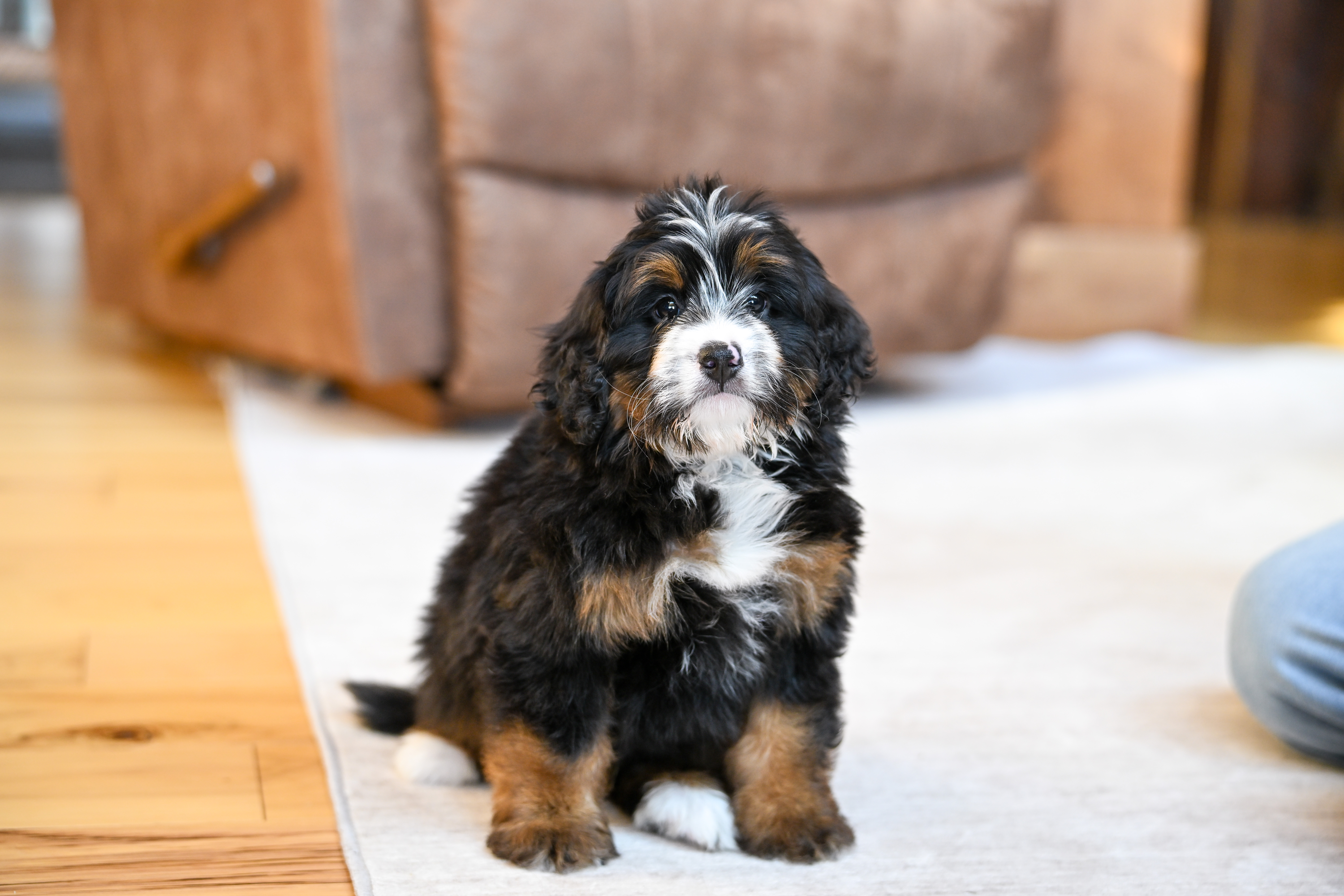 Flynn, Tri Colored, boy, Mini Bernedoodle, puppy at Down Home Doodle