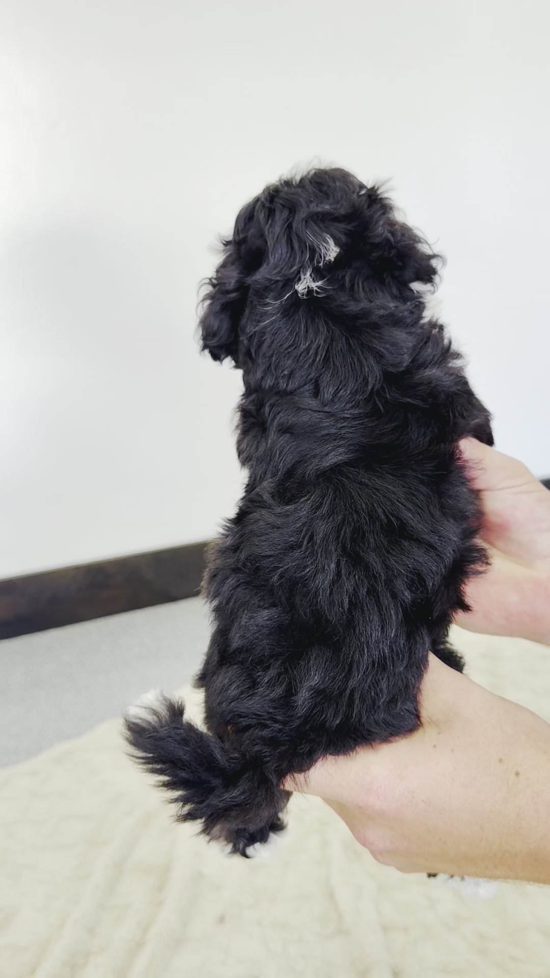 Flora, Tri Colored, girl, Micro Bernedoodle, puppy at Down Home Doodle