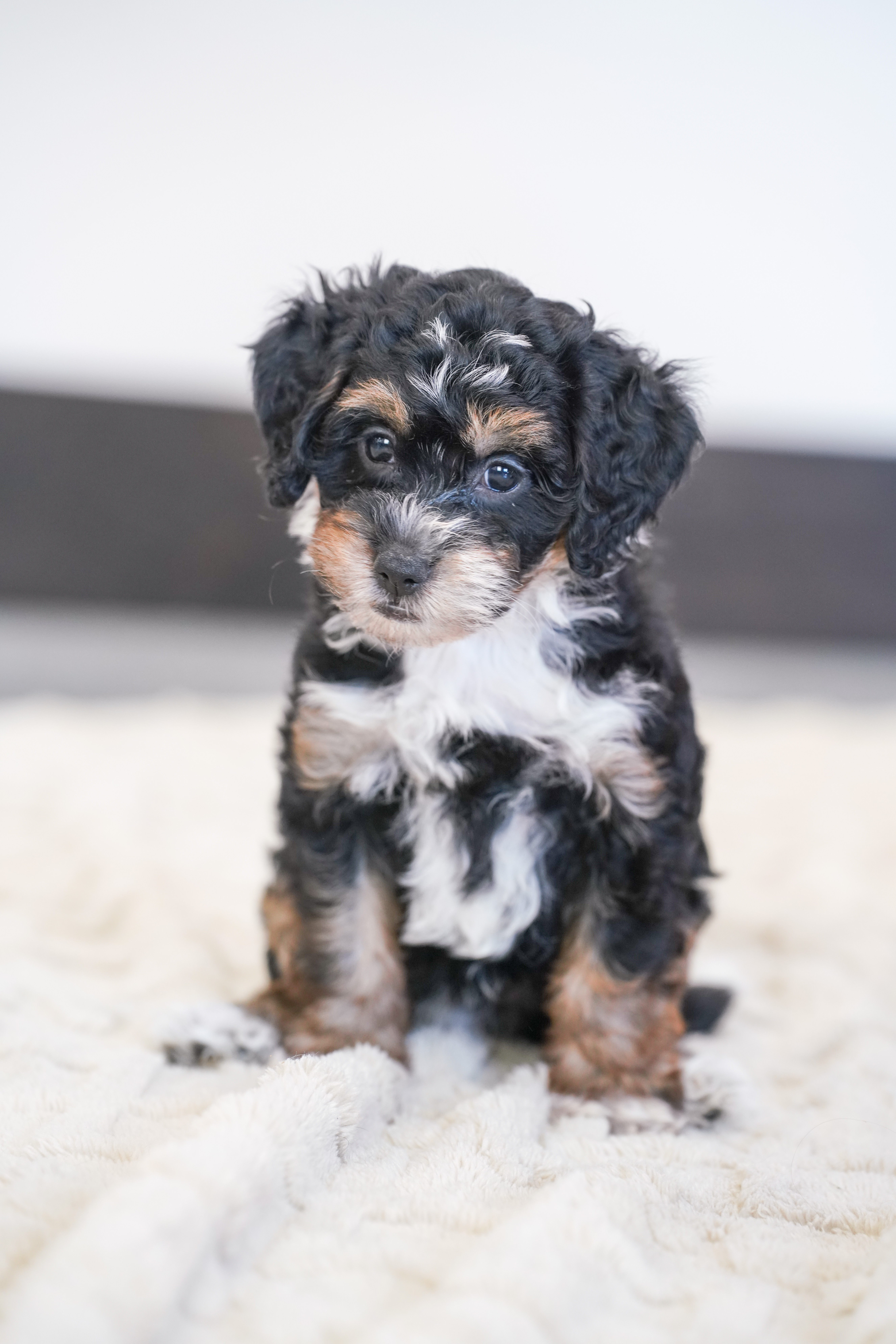 Peony, Tri Colored, girl, Micro Bernedoodle, puppy at Down Home Doodle
