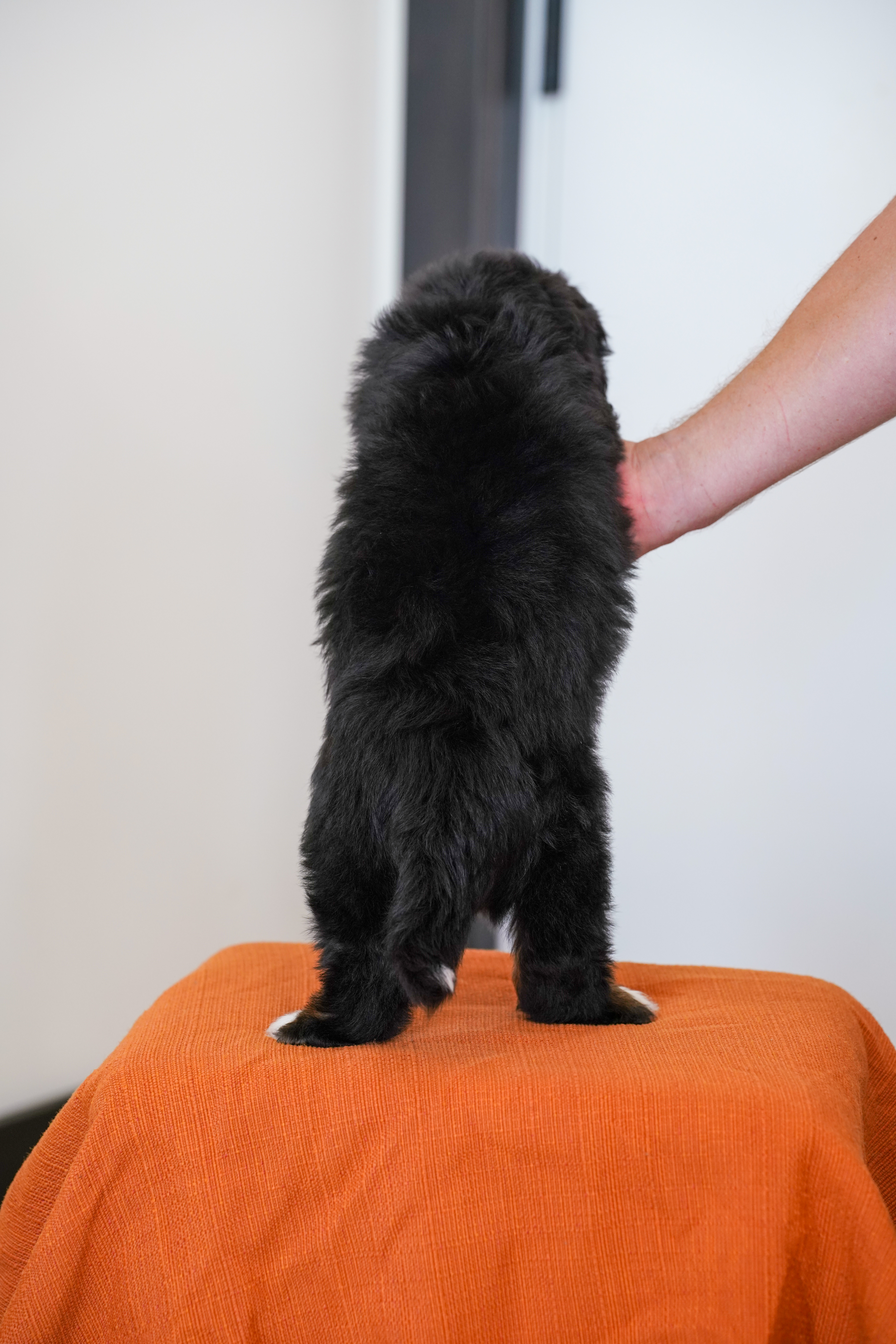 Flynn, Tri Colored, boy, Mini Bernedoodle, puppy at Down Home Doodle
