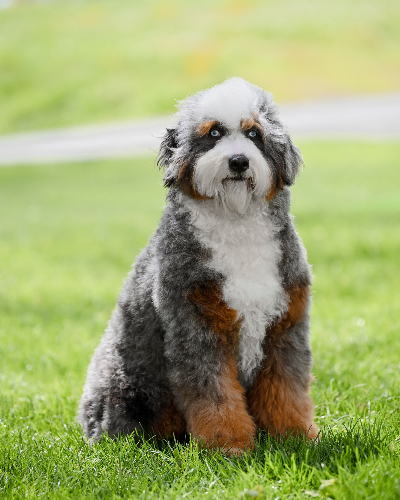 Drizzle, Mini Bernedoodle mom at Down Home Doodle