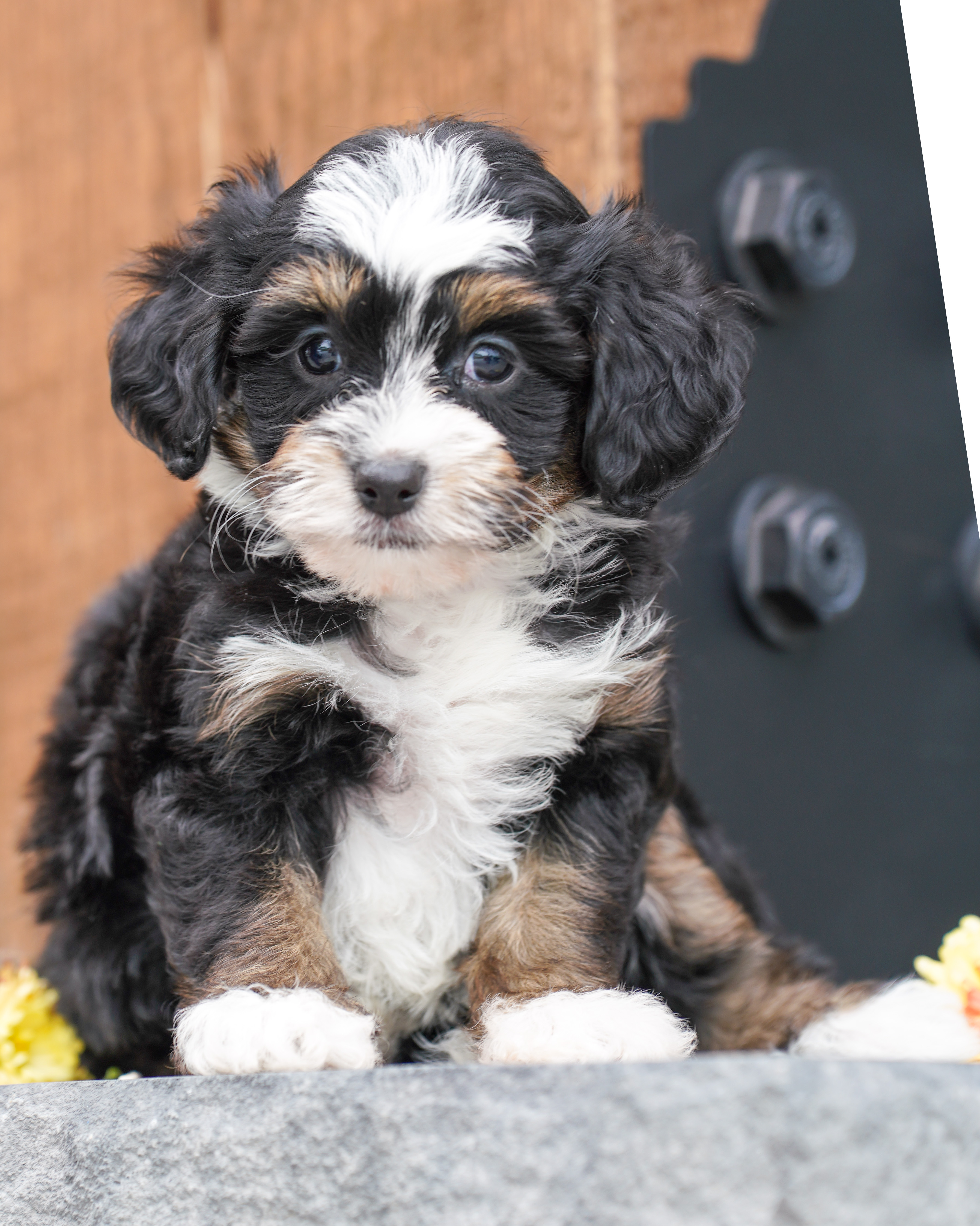 Coco, Tri Colored, girl, Micro Bernedoodle, puppy at Down Home Doodle