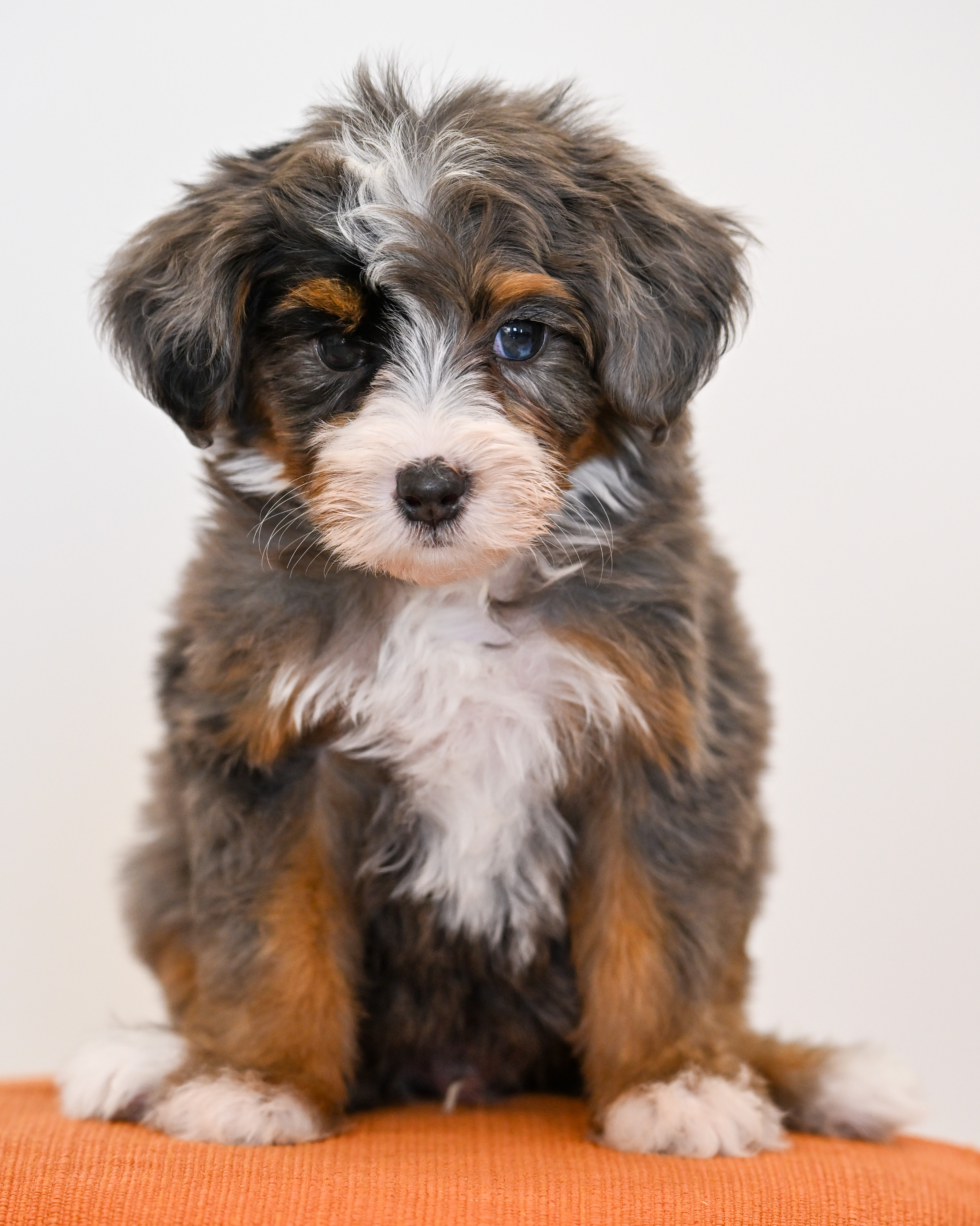 Malibu, Merle Tri Colored Mini Bernedoodle puppy