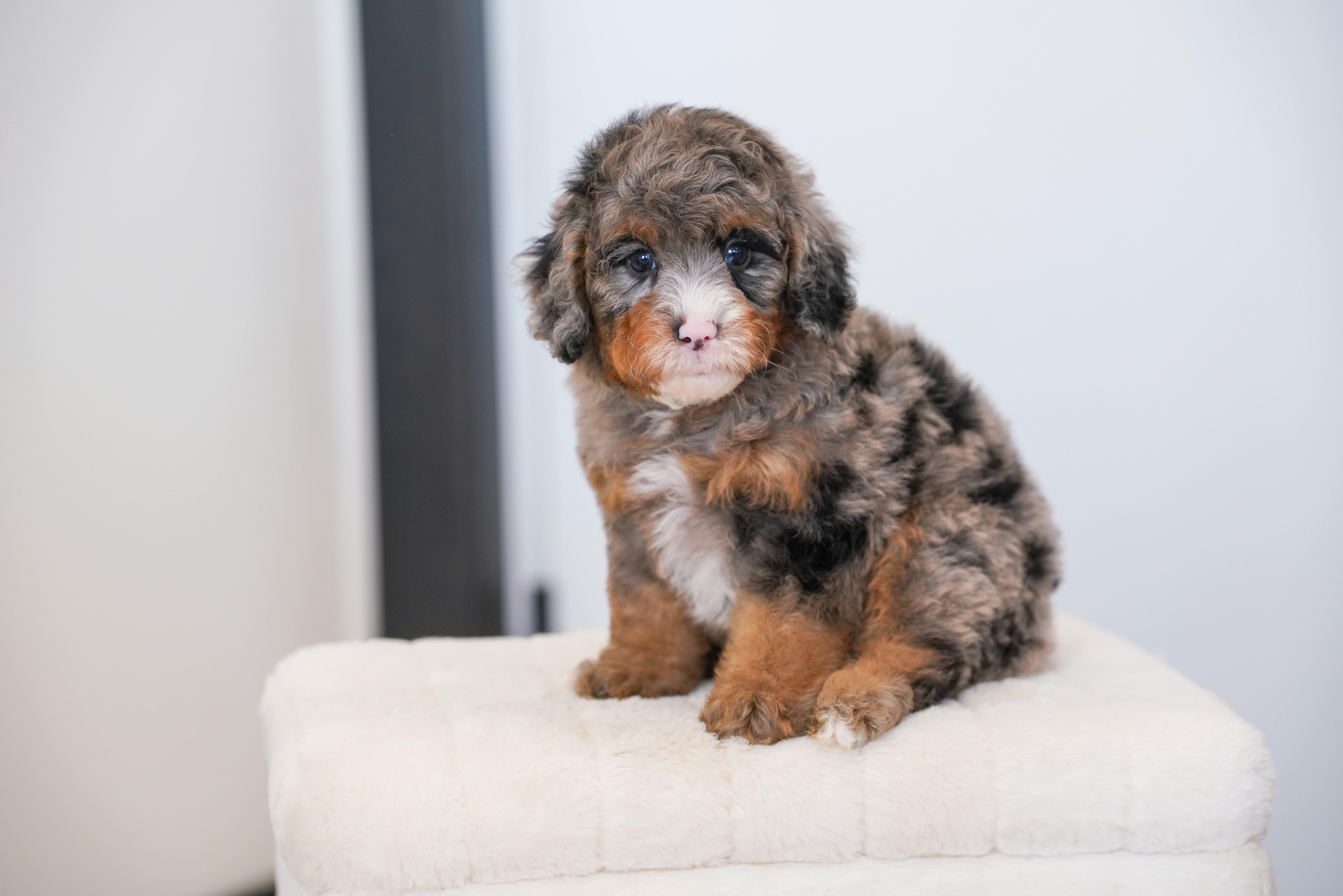 Owl, Merle Tri Colored, boy, Mini Bernedoodle, puppy at Down Home Doodle