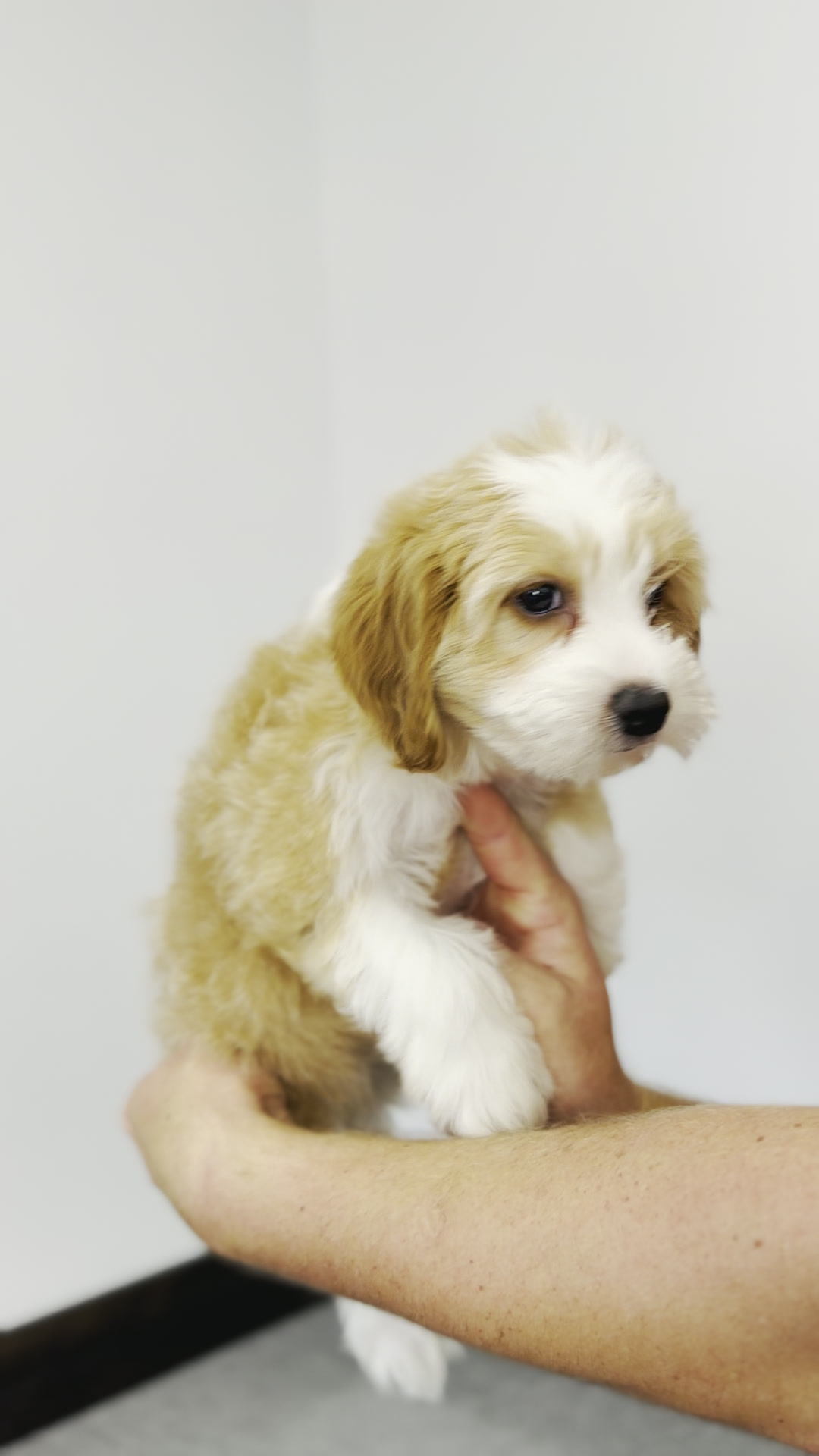 Sugar, Red and White girl from the Breakfast Litter