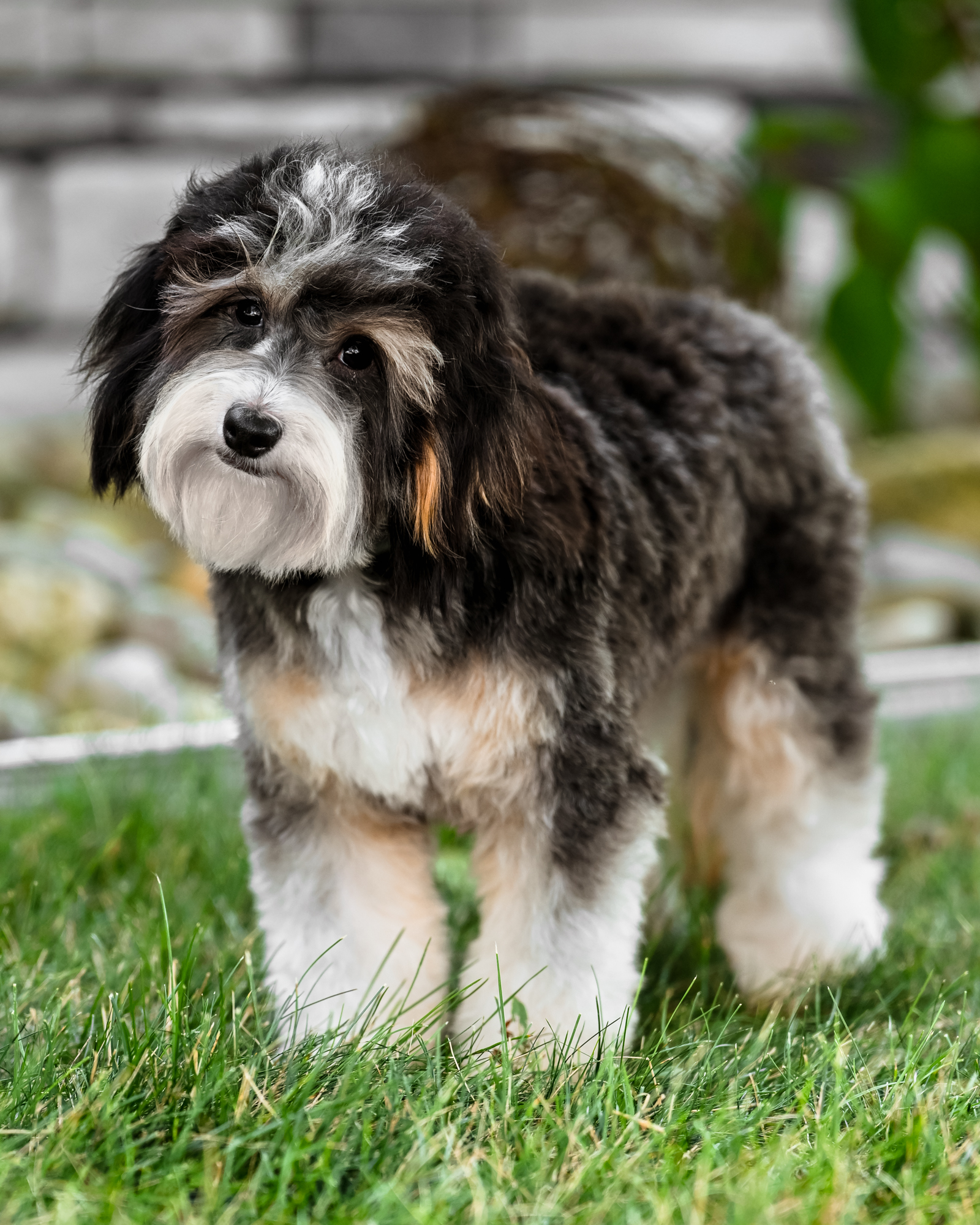 Our irresistibly petite 10-pound Micro Bernedoodle mom with a sweet teddy bear face and a snuggly, people-loving personality.