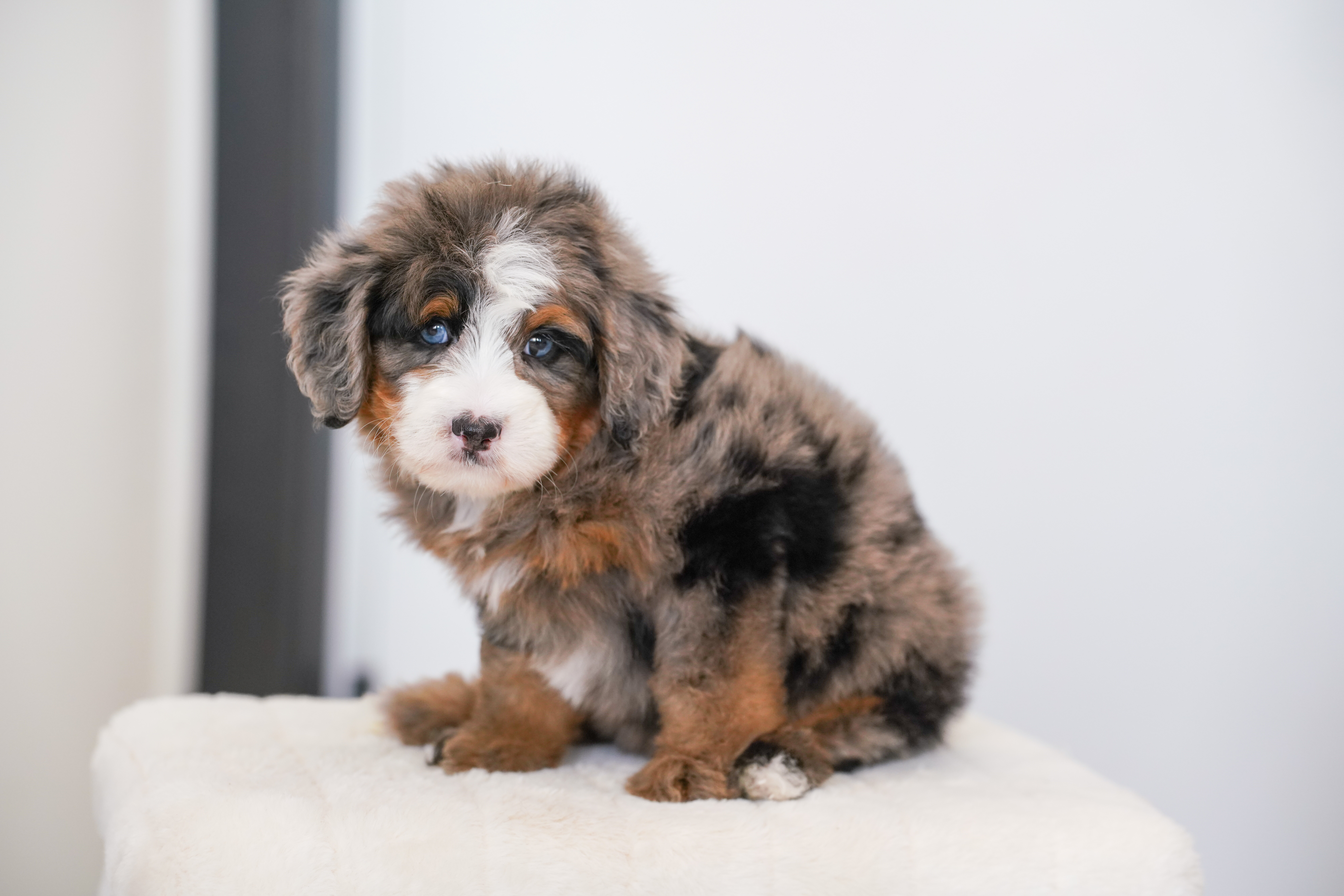 Flower, Merle Tri Colored, girl, Mini Bernedoodle, puppy at Down Home Doodle