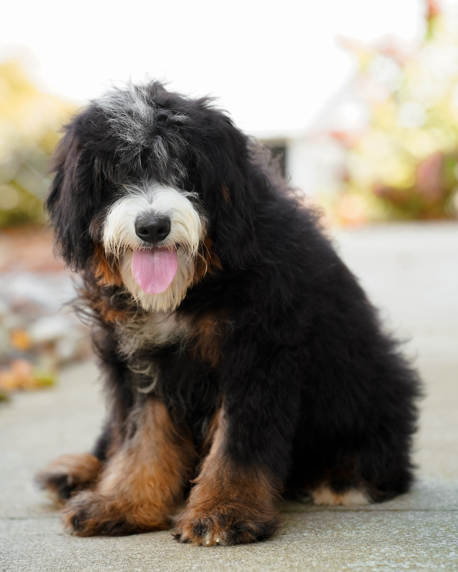 Our 42-pound multigenerational Mini Bernedoodle mom with a sturdy, Bernese-inspired build, black and tan markings, a plush straight coat, and a thoughtful, gentle temperament.