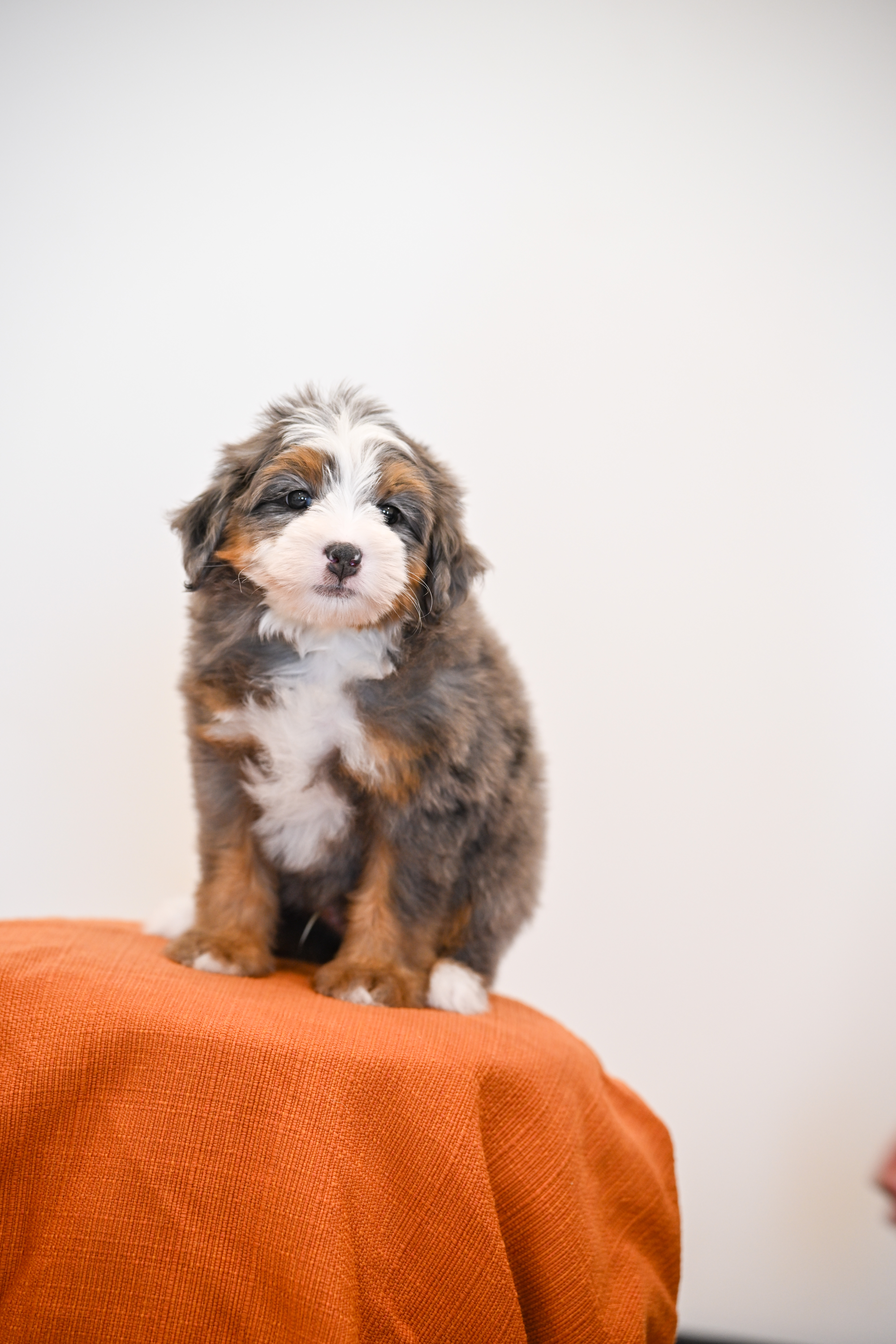 Melrose, Merle Tri Colored, boy, Mini Bernedoodle, puppy at Down Home Doodle