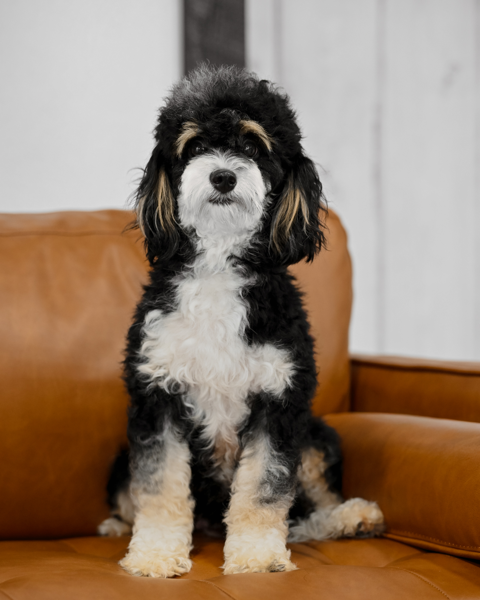 Piper, photo 2
