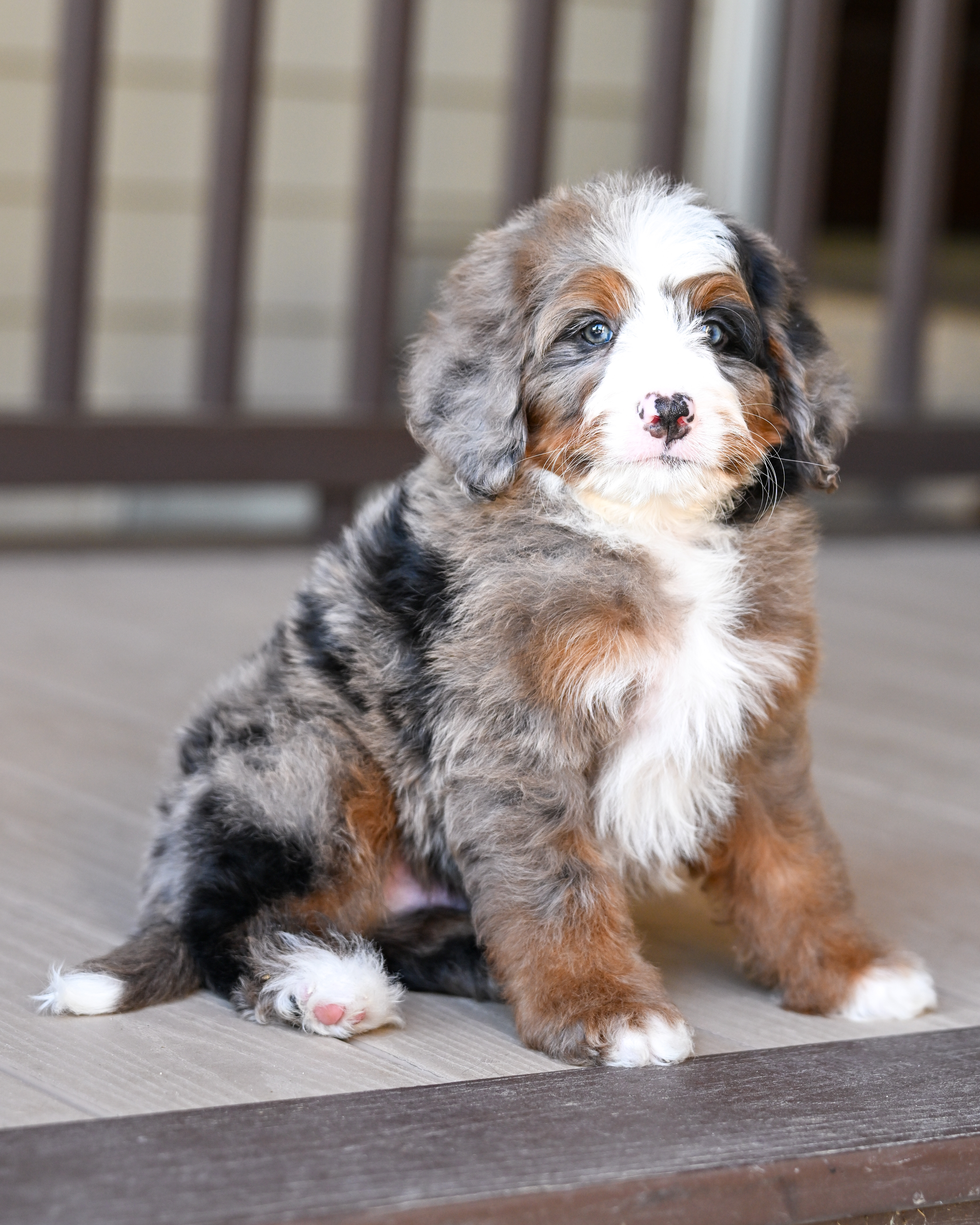 Vance, Merle Tri Colored, boy, Mini Bernedoodle, puppy at Down Home Doodle