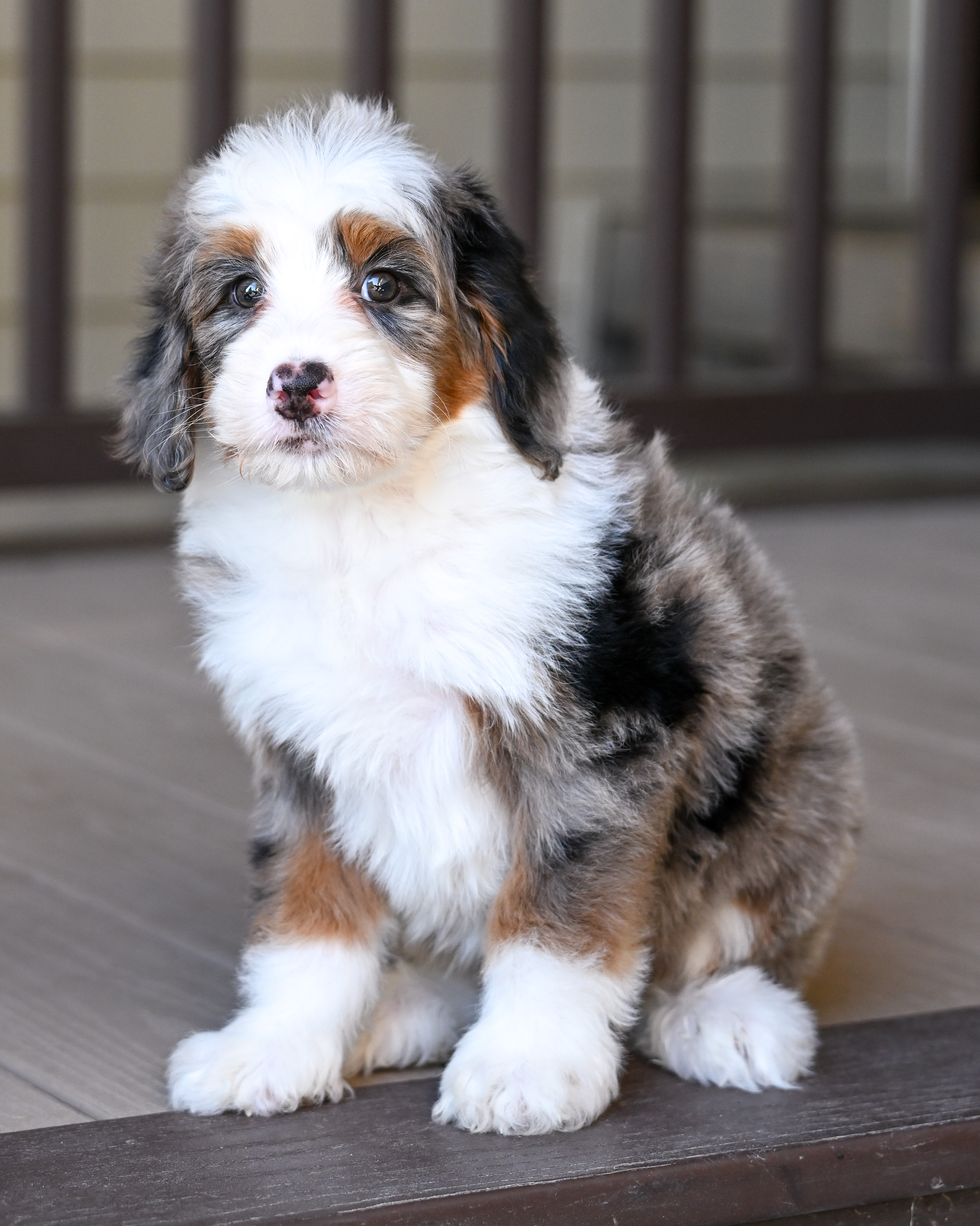 Bernie, Merle Tri Colored, boy, Mini Bernedoodle, puppy at Down Home Doodle